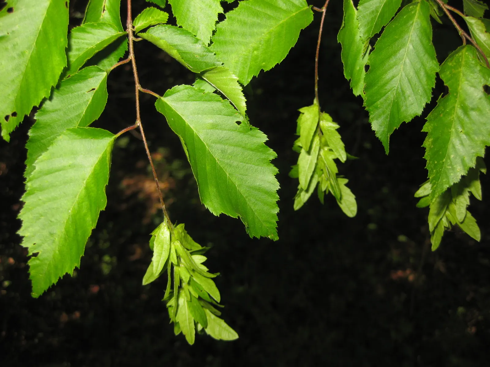 American Hornbeam (Carpinus Caroliniana) — gray bark is fluted with a muscular appearance; consider the American Hornbeam for its enduring charm, image 62