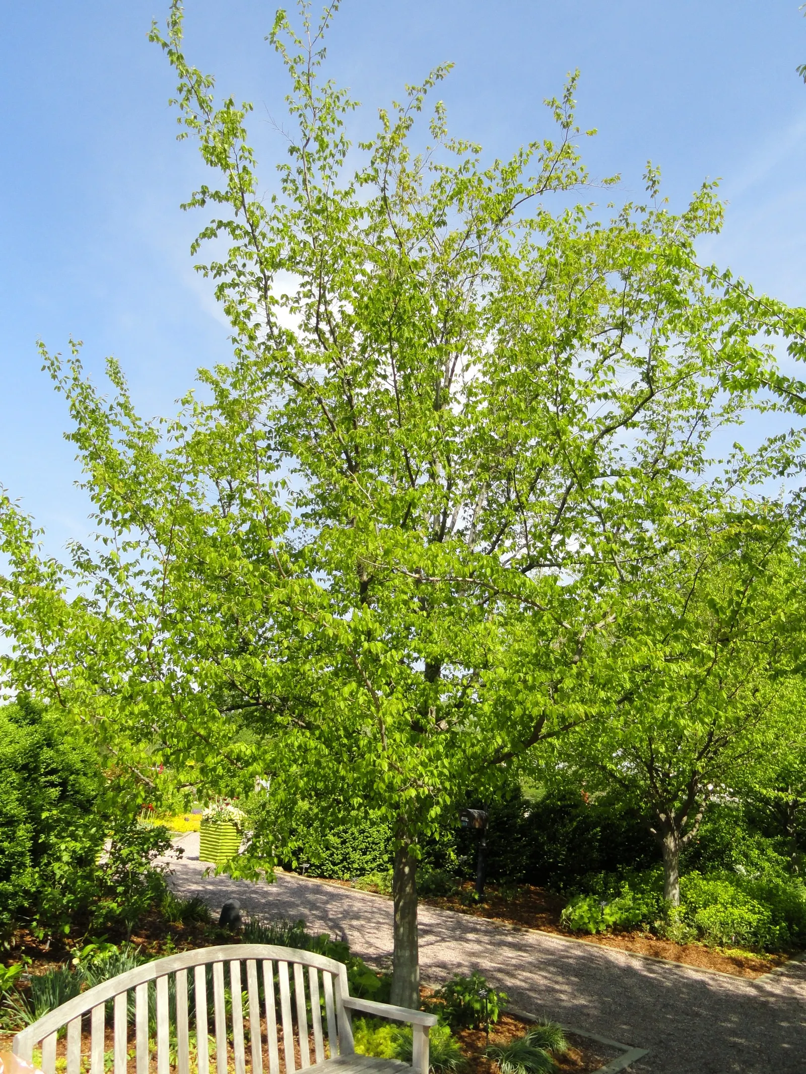 American Hornbeam (Carpinus Caroliniana) — It sports elliptical, finely-toothed leaves that turn vibrant shades of red, orange, and yellow in fall, image 53