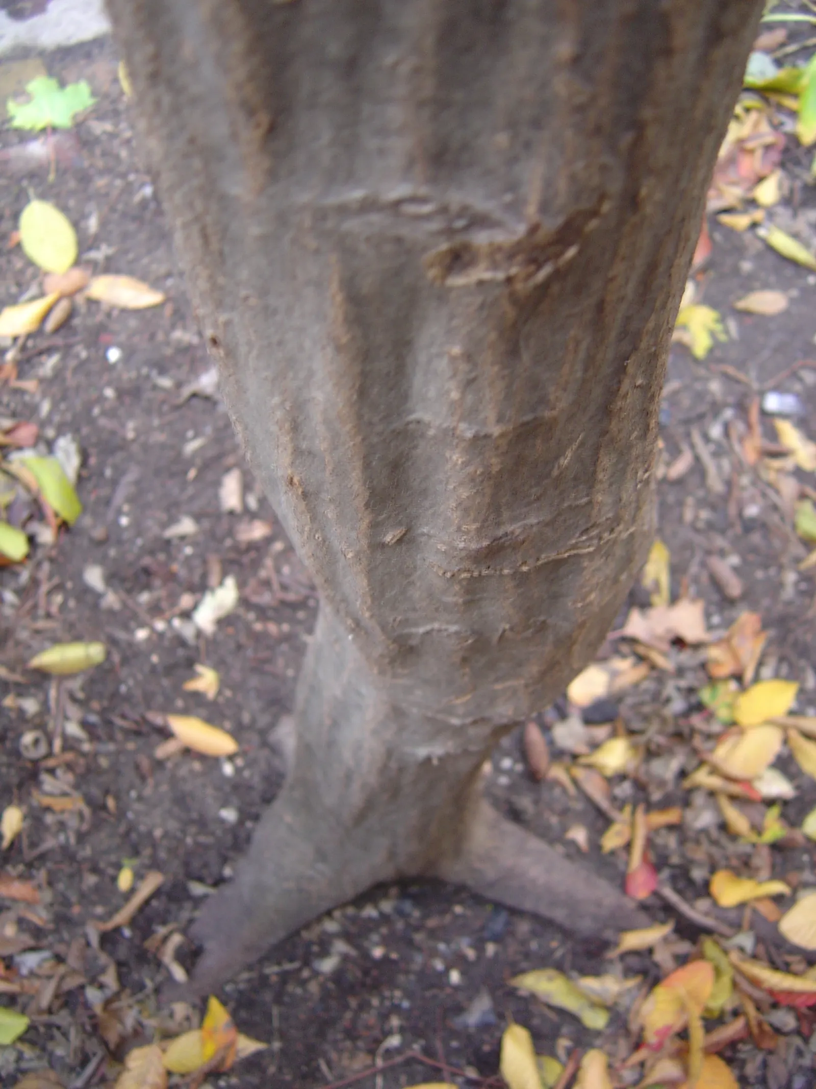 American Hornbeam (Carpinus Caroliniana) — slow-growing deciduous tree; native to the eastern United States, image 50