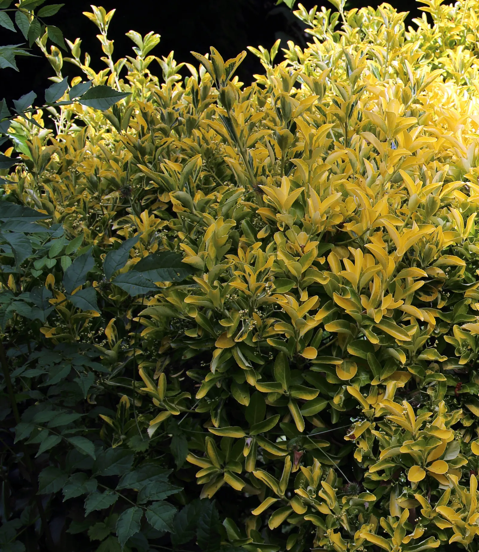 Emerald 'N Gold Wintercreeper (Euonymus Fortunei 'Emerald 'N Gold') — This hardy plant thrives in zones 5-9, prefers well-drained soil, and can tolerate