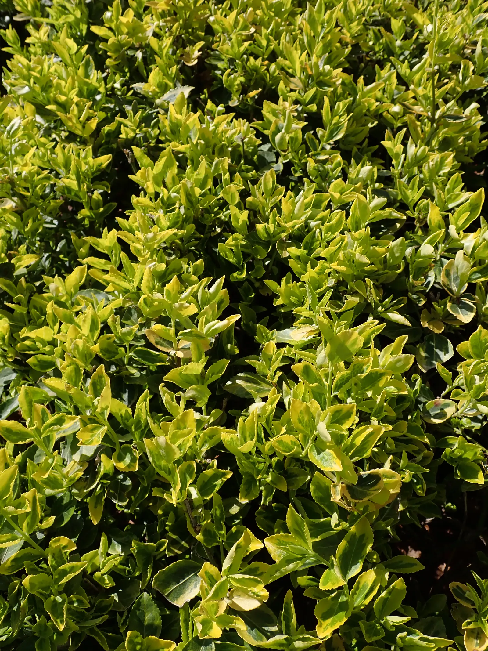 Emerald 'N Gold Wintercreeper (Euonymus Fortunei 'Emerald 'N Gold') — It boasts variegated leaves with emerald centers and golden margins