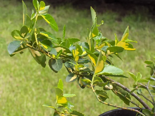 Emerald 'N Gold Wintercreeper (Euonymus Fortunei 'Emerald 'N Gold') — is a vibrant evergreen shrub