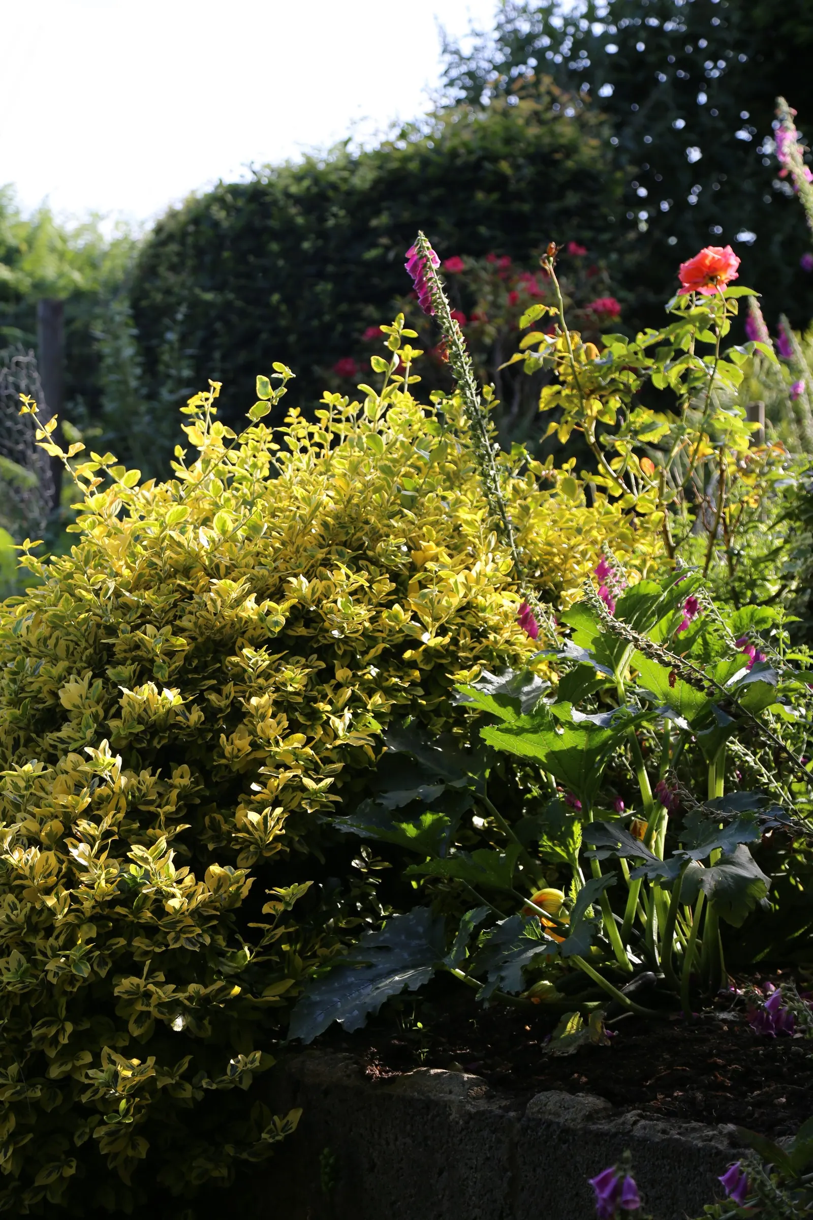 Emerald 'N Gold Wintercreeper (Euonymus Fortunei 'Emerald 'N Gold') — commonly known as Emerald 'n Gold Wintercreeper