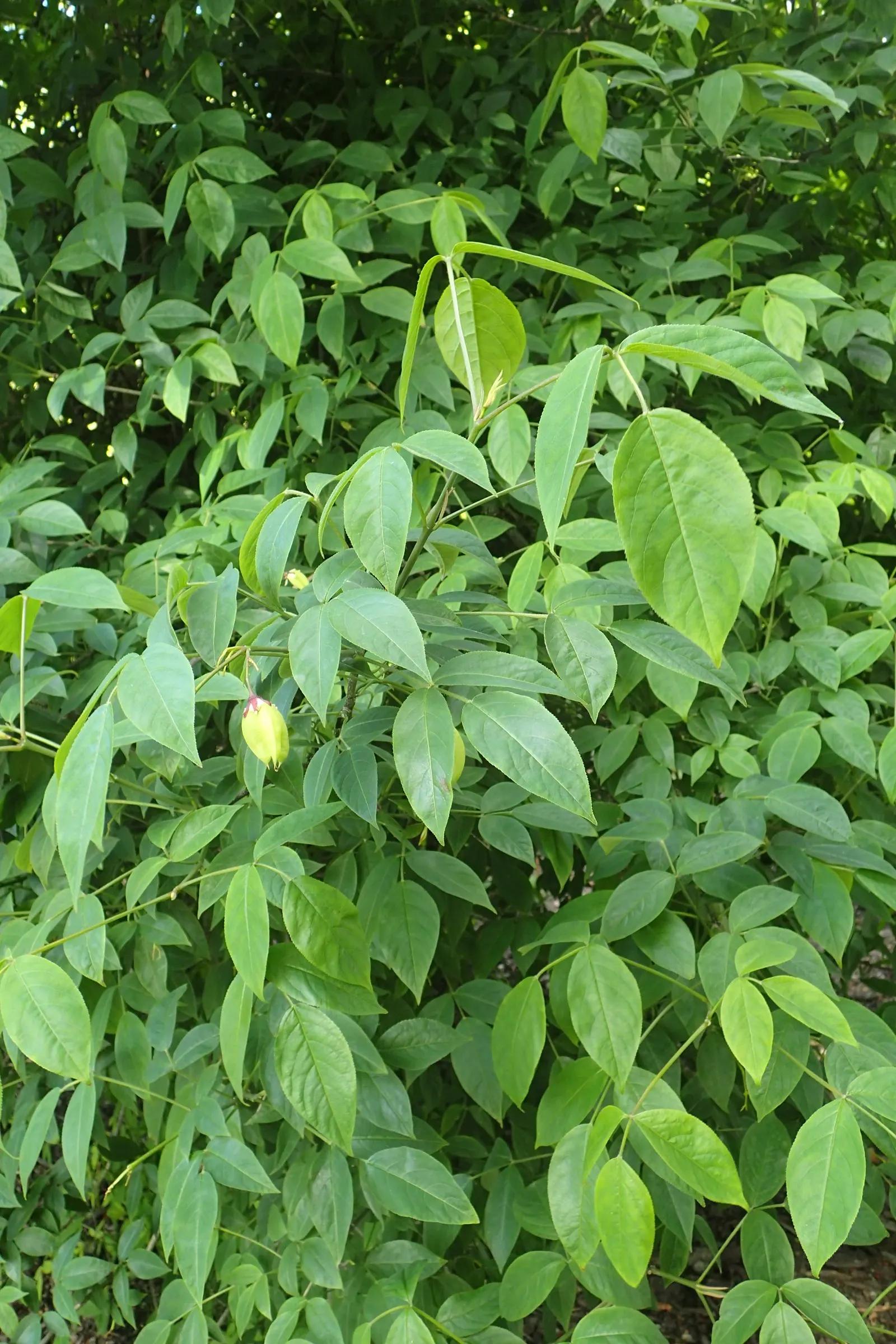 Bowman's Root (Porteranthus Trifoliatus) — herbaceous perennial native to the Eastern United States; it boasts an impressive display of star-shaped
