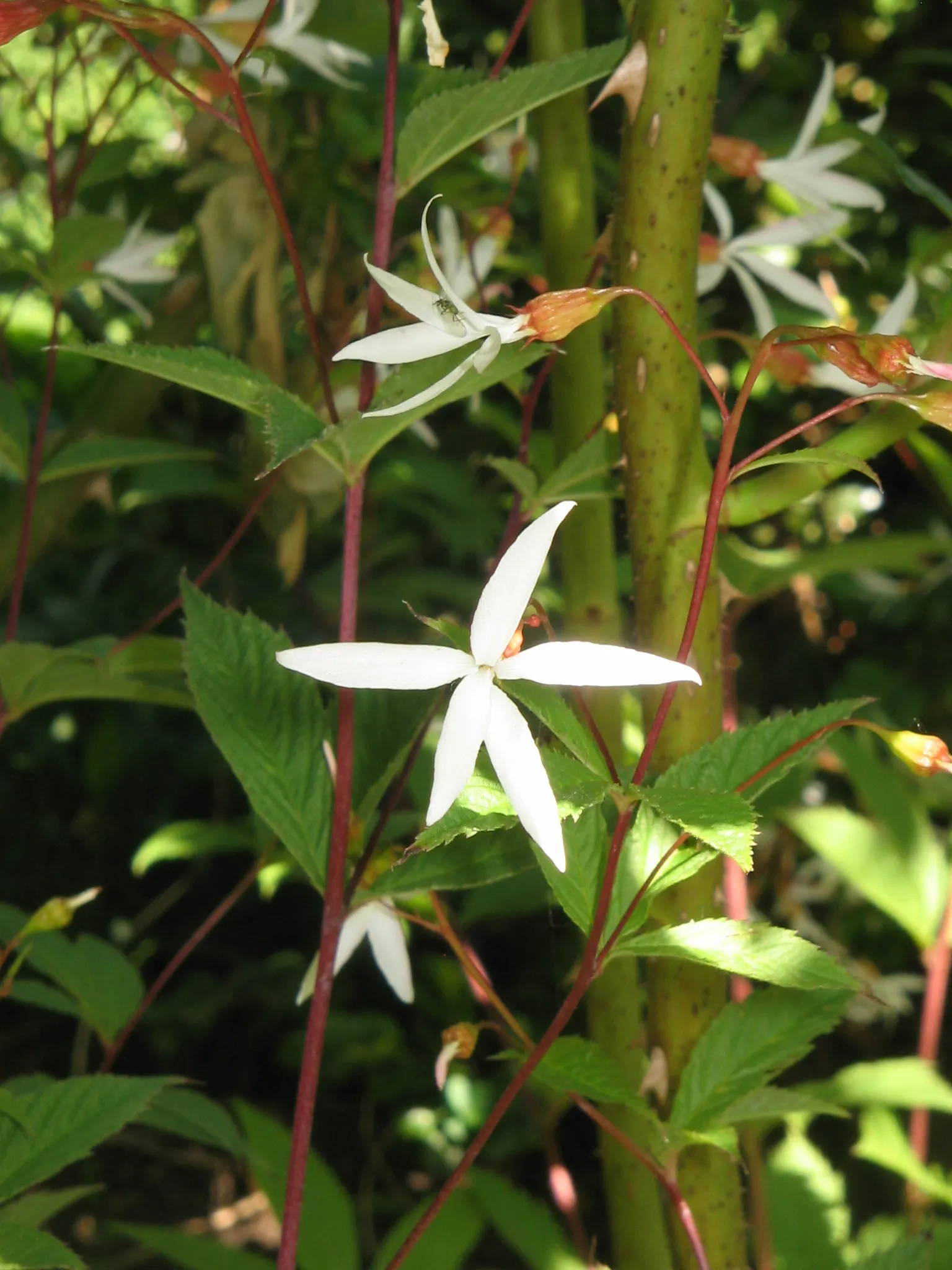 Bowman's Root (Porteranthus Trifoliatus) — but it flourishes best in well-drained sites with regular moisture