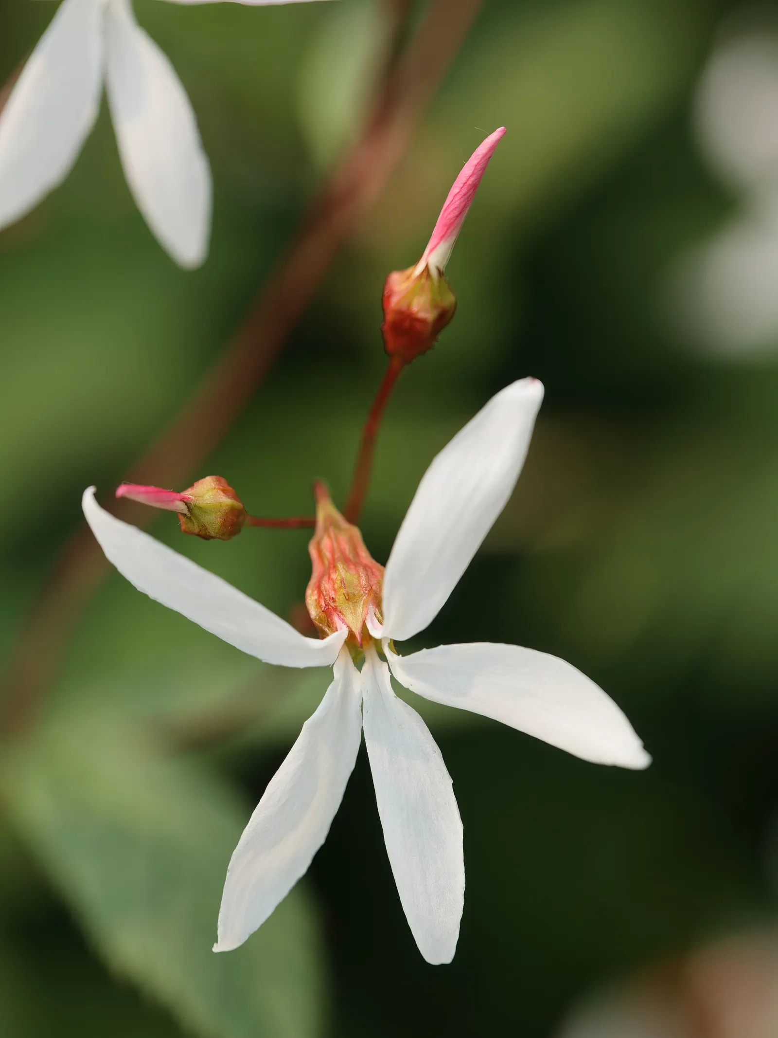 Bowman's Root (Porteranthus Trifoliatus) — coupled with its non-aggressive nature