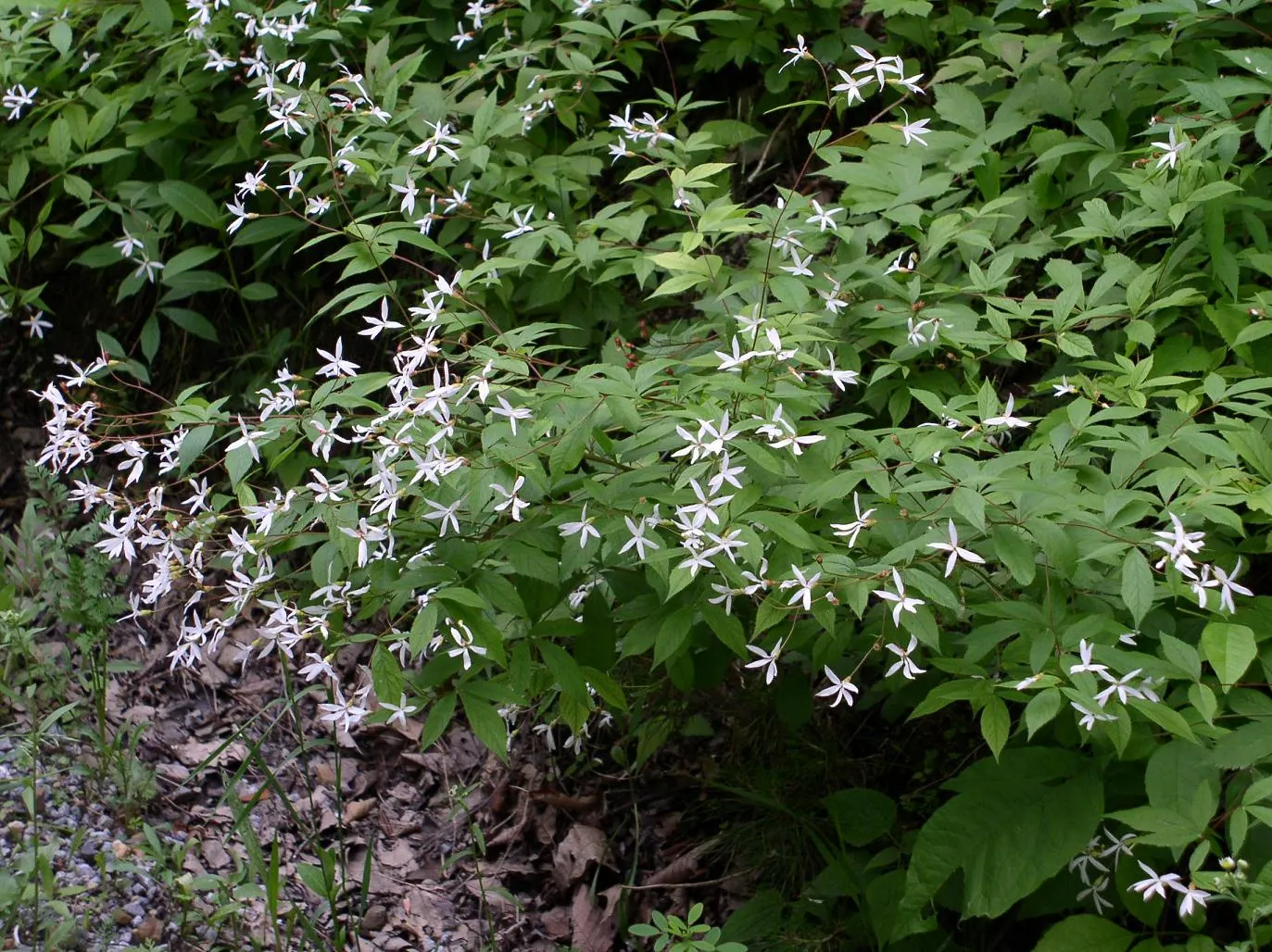 Bowman's Root (Porteranthus Trifoliatus) — white flowers in the garden