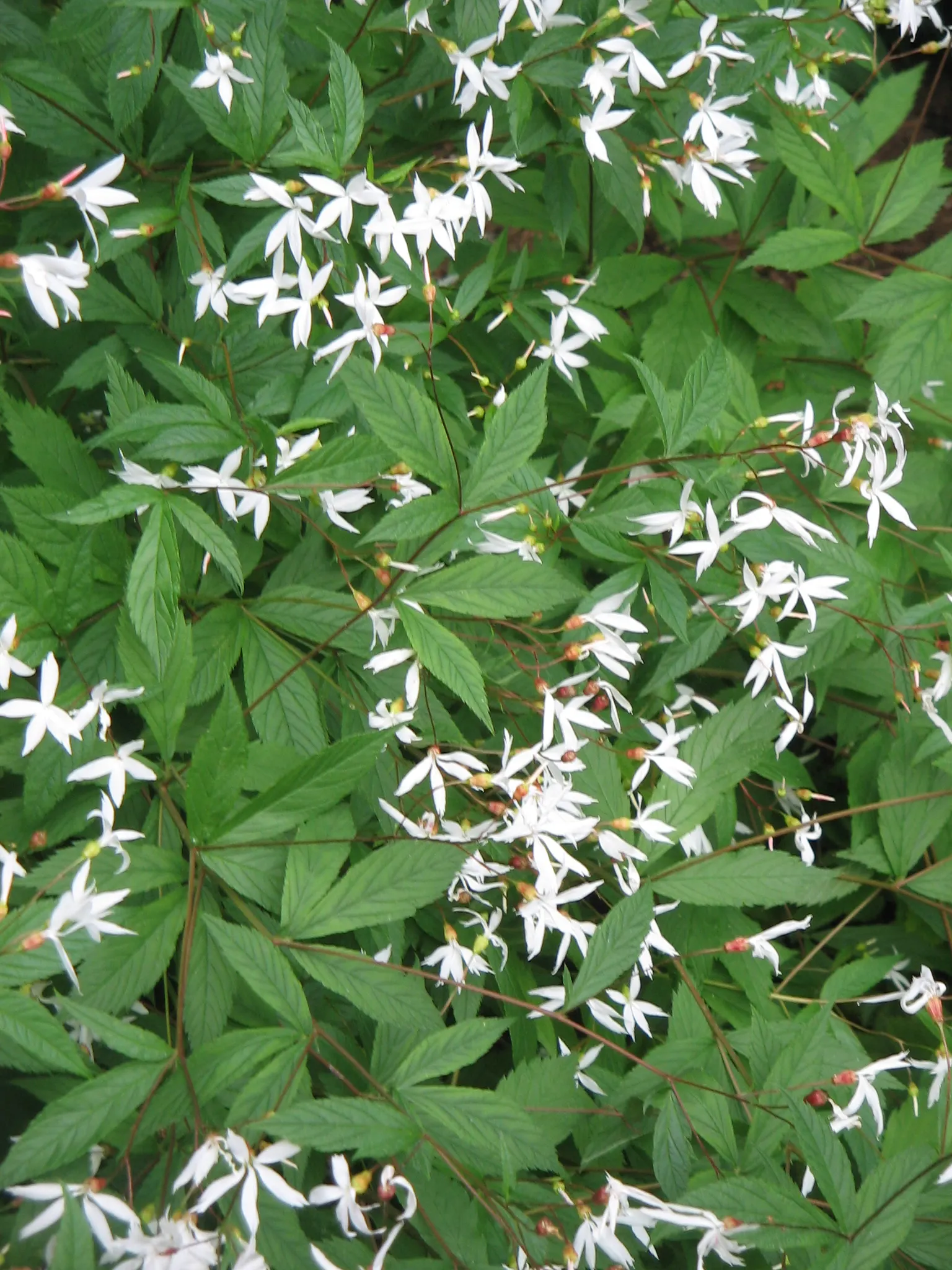 Bowman's Root (Porteranthus Trifoliatus) — is a North American native perennial