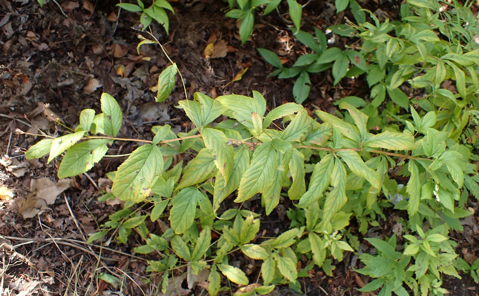 Bowman's Root (Porteranthus Trifoliatus) — each leaflet measuring up to 3 inches long