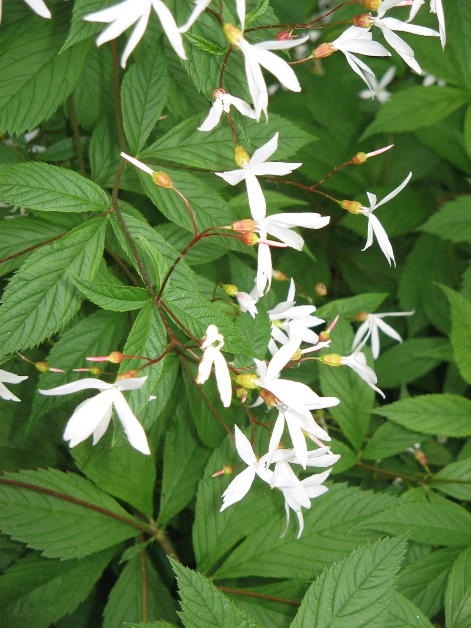 Bowman's Root (Porteranthus Trifoliatus) — Porteranthus trifoliatus is tolerant of a range of soil conditions