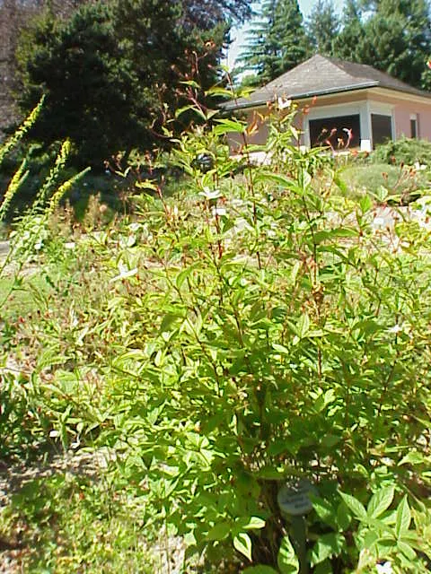 Bowman's Root (Porteranthus Trifoliatus) — This plant typically reaches a mature height of 2 to 3 feet and spreads around the same