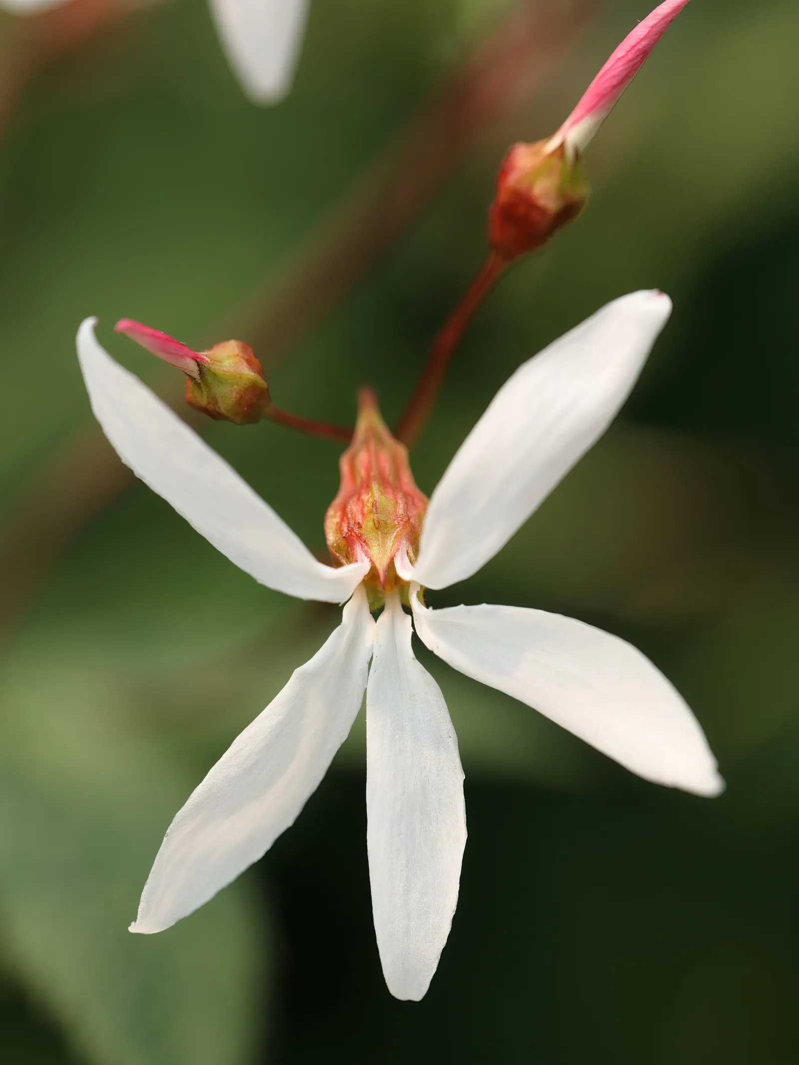 Bowman's Root (Porteranthus Trifoliatus) — herbaceous perennial native to the Eastern United States