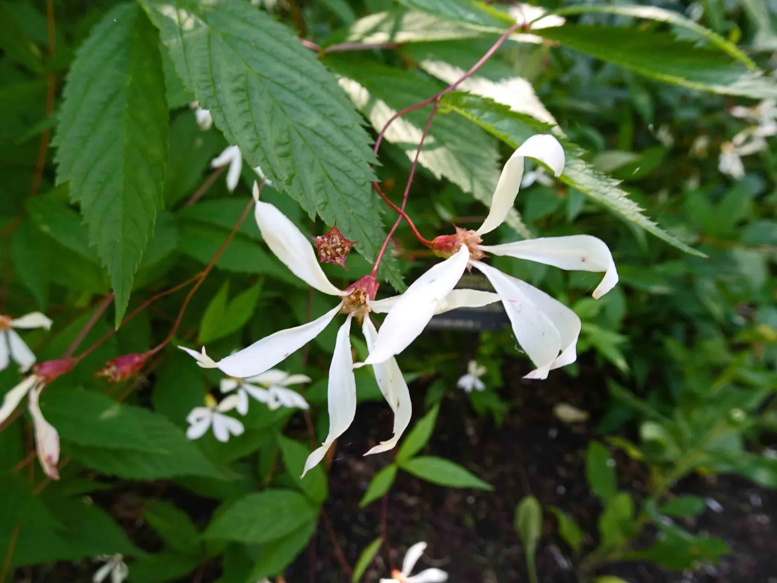 Bowman's Root (Porteranthus Trifoliatus) — airy clump.<br><br>The foliage of Bowman's Root is comprised of trifoliate leaves