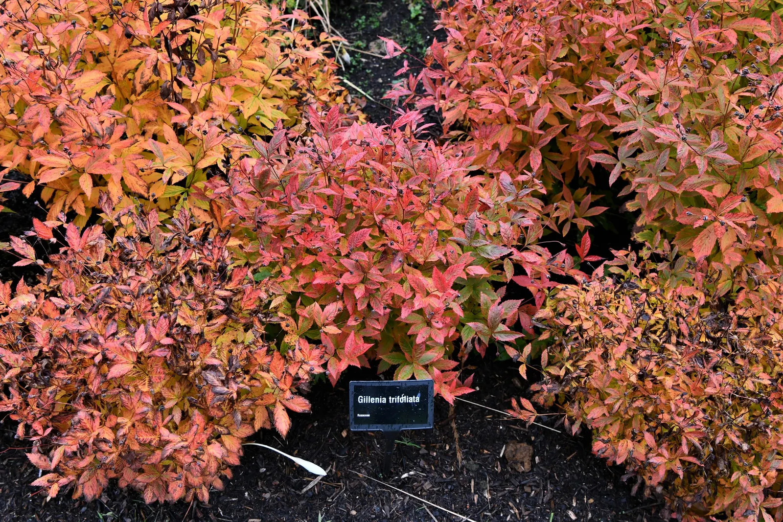 Bowman's Root (Porteranthus Trifoliatus) — requiring minimal care once established