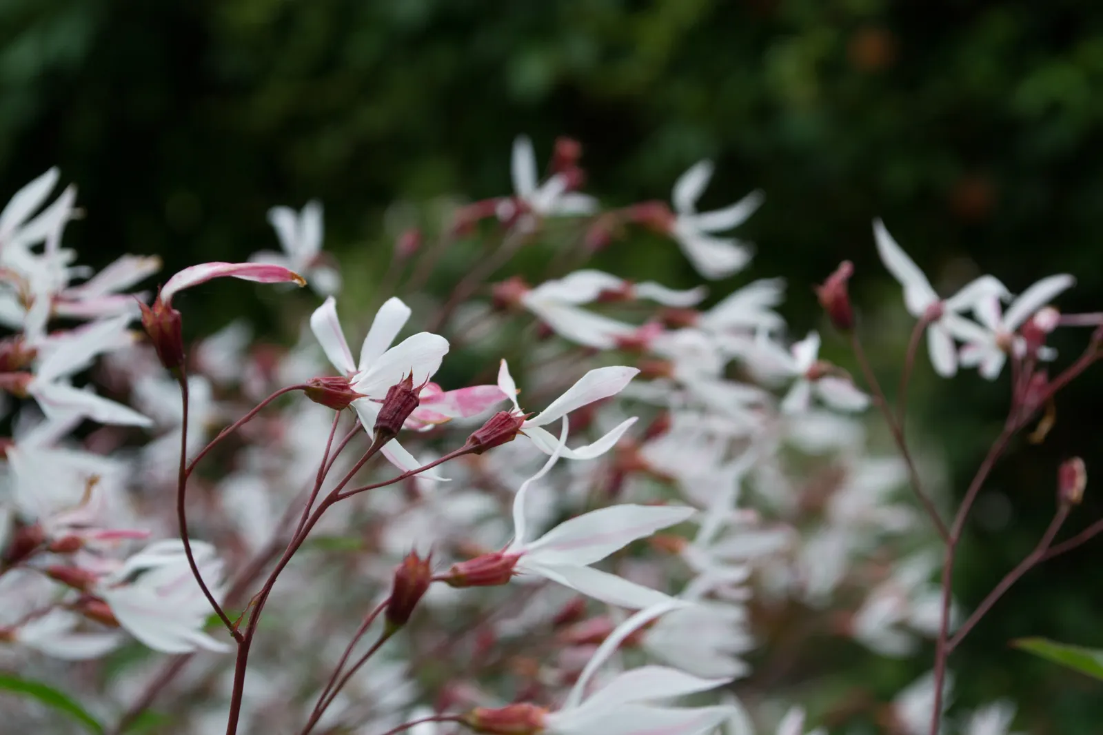 Bowman's Root (Porteranthus Trifoliatus) — adding life and ecological value to its surroundings