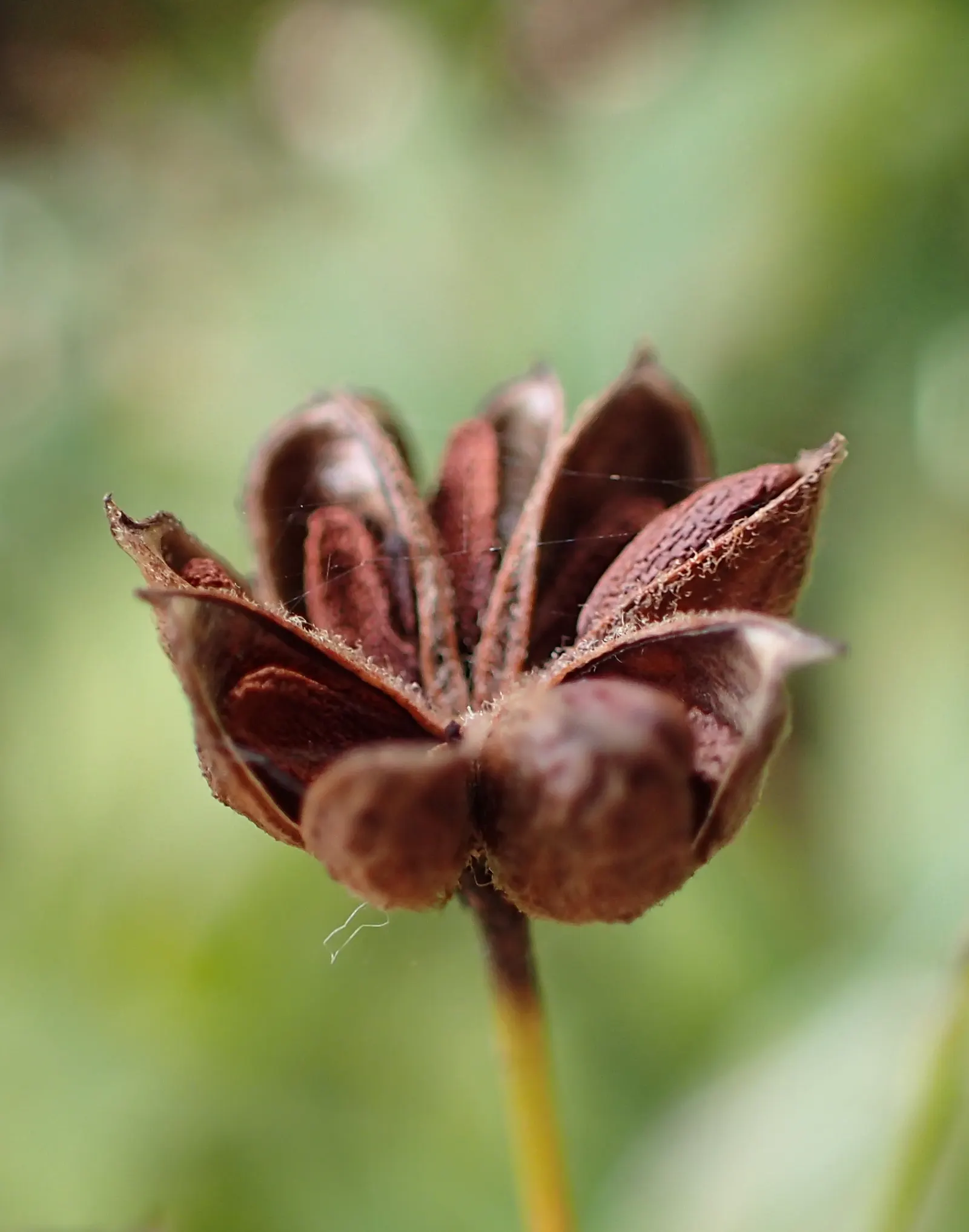 Bowman's Root (Porteranthus Trifoliatus) — forming a naturally rounded