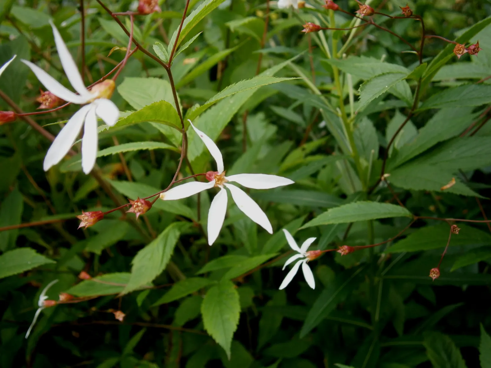 Bowman's Root (Porteranthus Trifoliatus) — fine texture to garden compositions