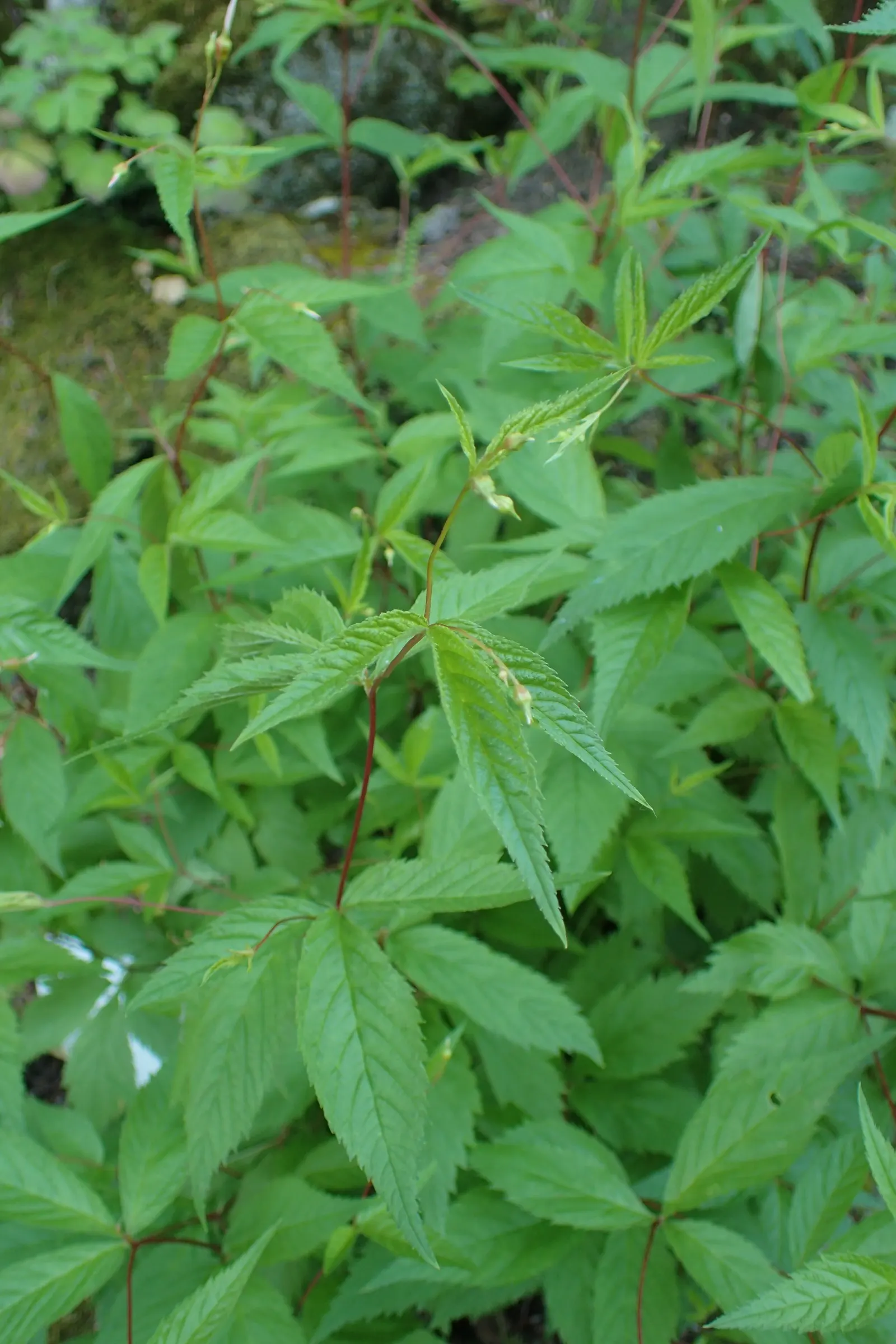 Bowman's Root (Porteranthus Trifoliatus) — It is also relatively low-maintenance