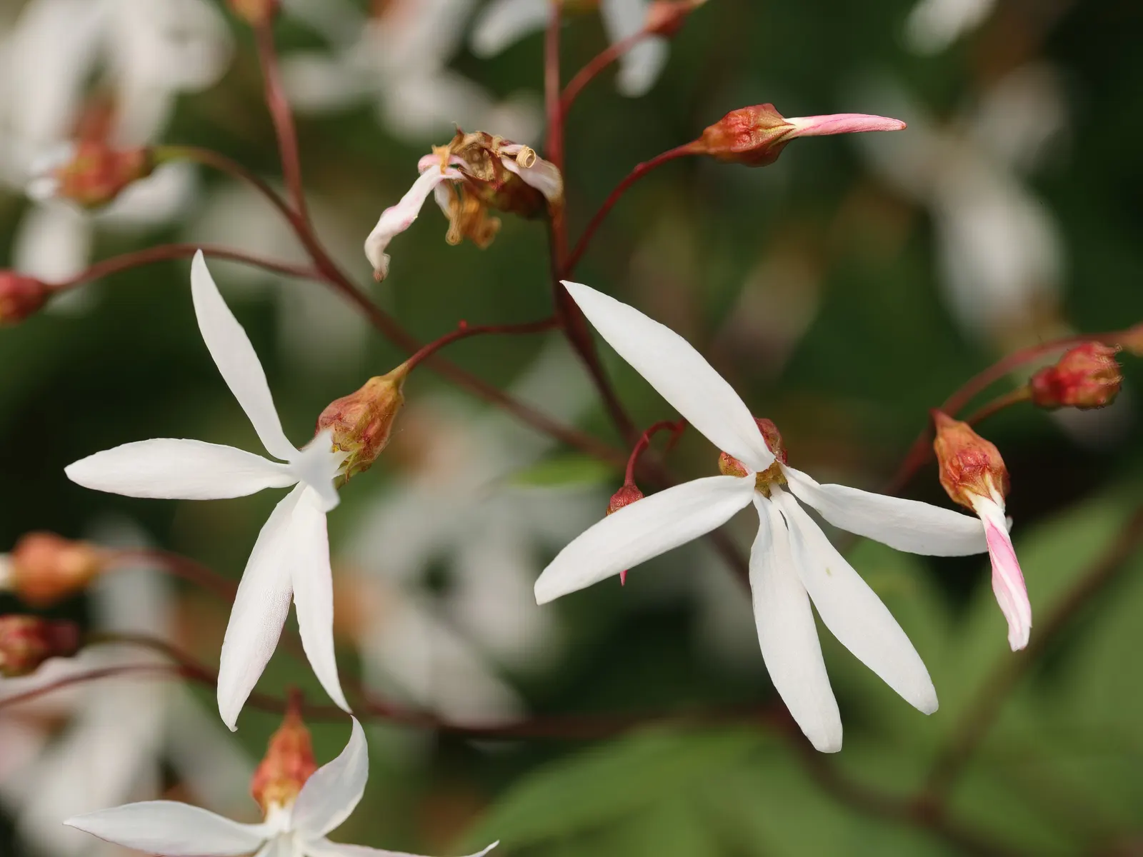 Bowman's Root (Porteranthus Trifoliatus) — forming a naturally rounded; white flowers in the garden
