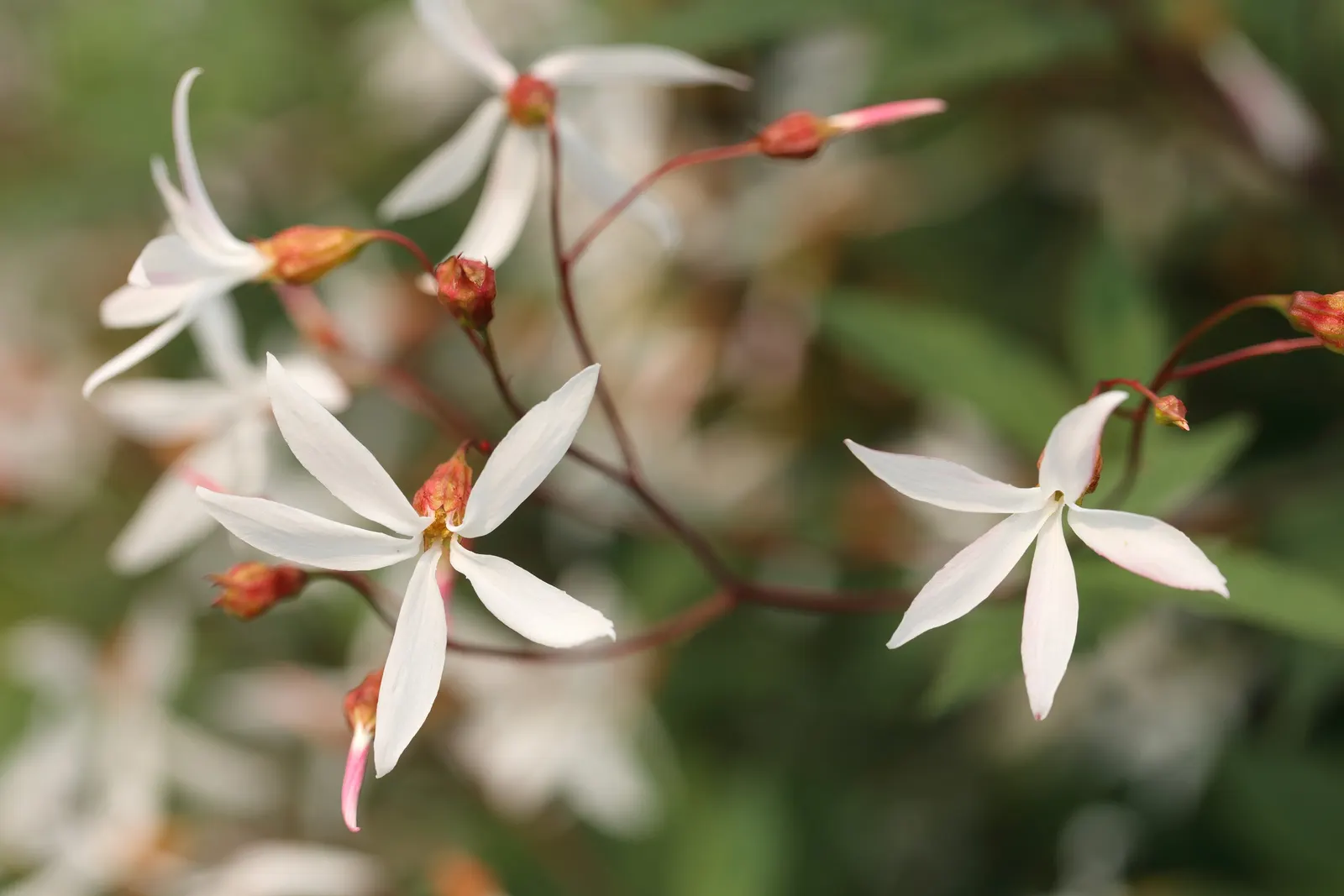 Bowman's Root (Porteranthus Trifoliatus) — scientifically known as Porteranthus trifoliatus