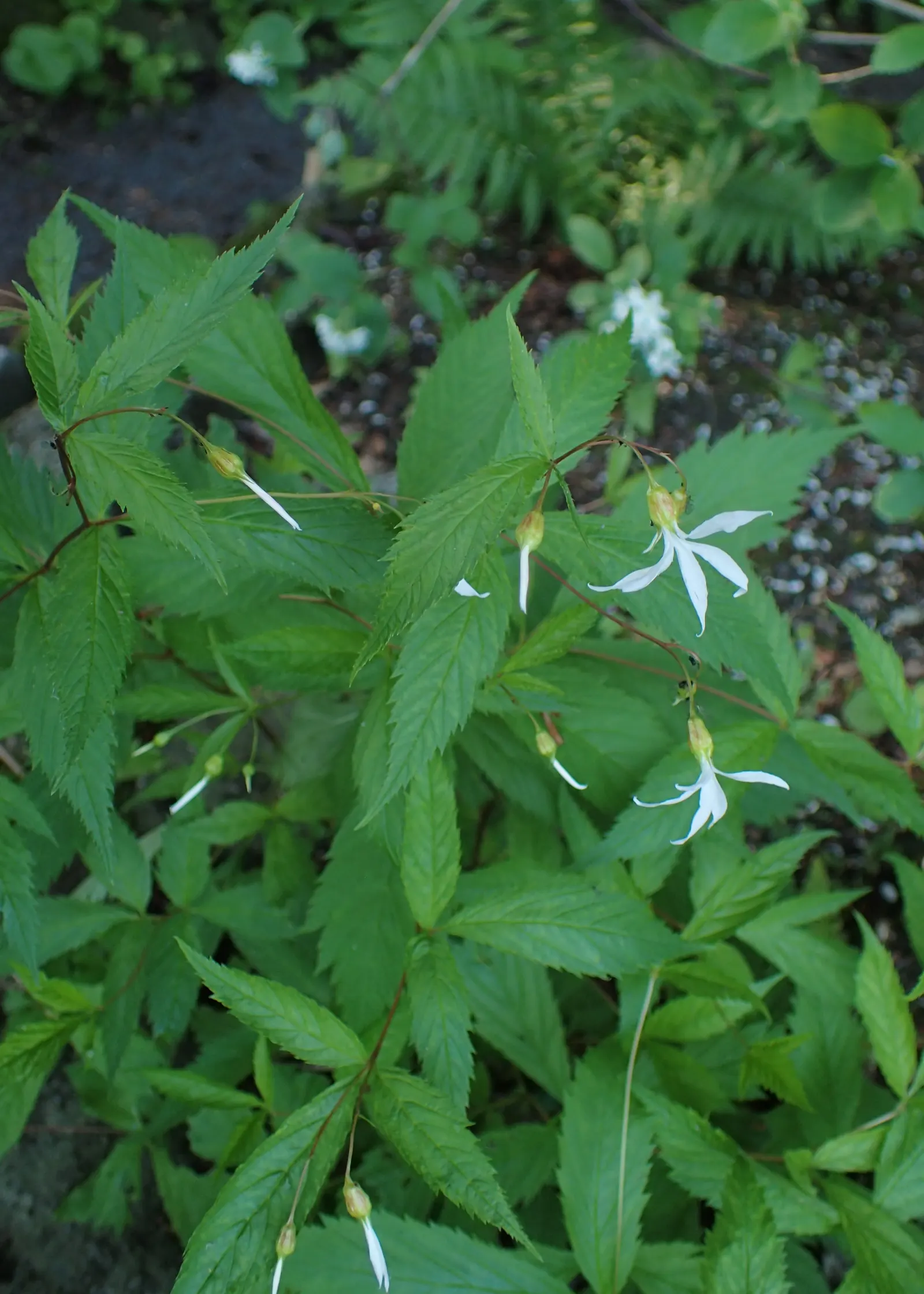 Bowman's Root (Porteranthus Trifoliatus) — Its airy blossoms attract pollinators such as butterflies