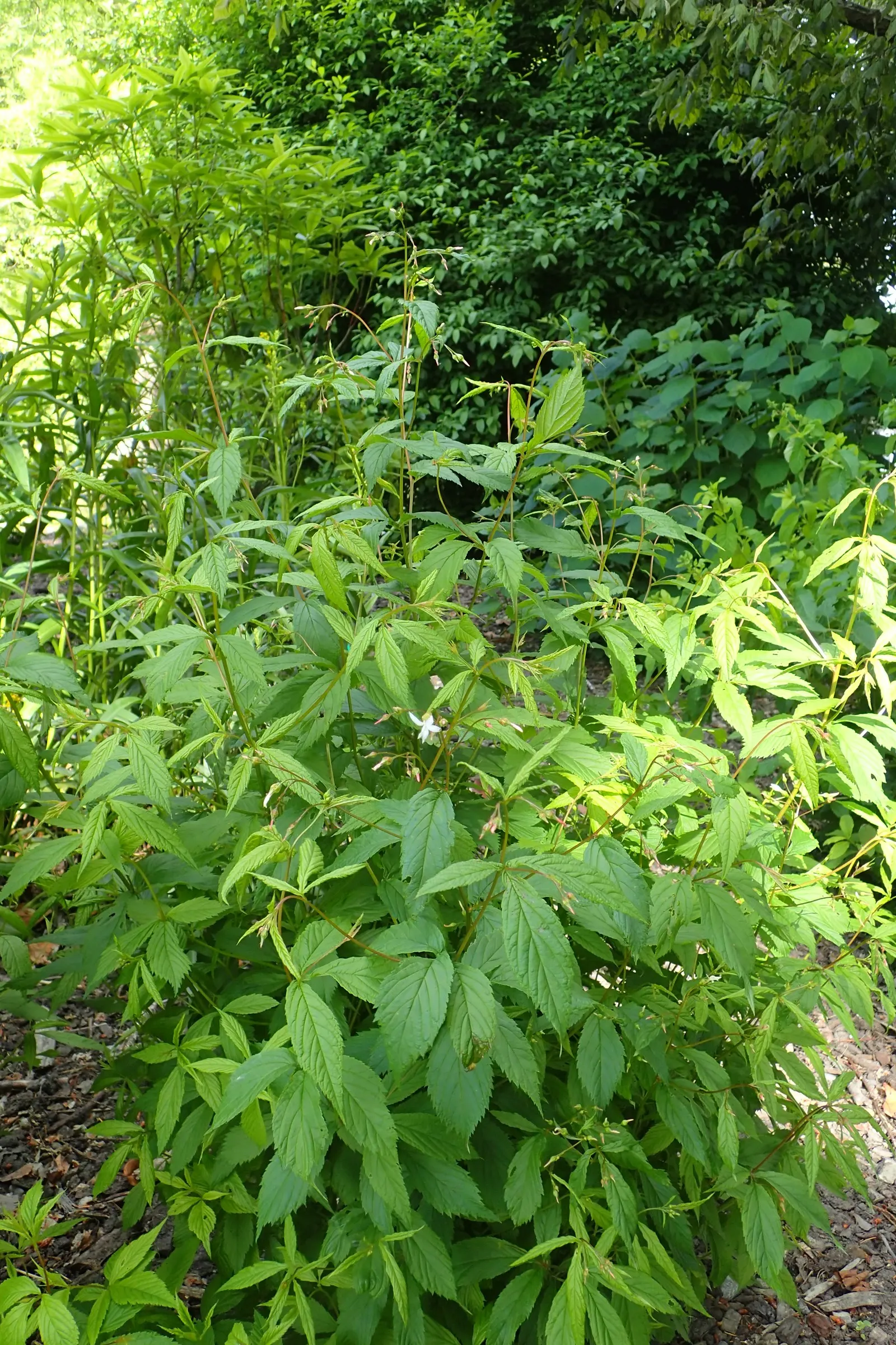 Bowman's Root (Porteranthus Trifoliatus) — It features clusters of starry