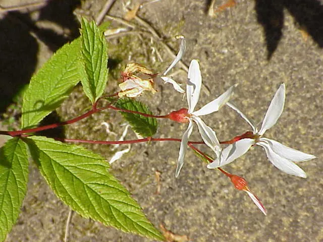 Bowman's Root (Porteranthus Trifoliatus) — white to pale pink flowers on slender
