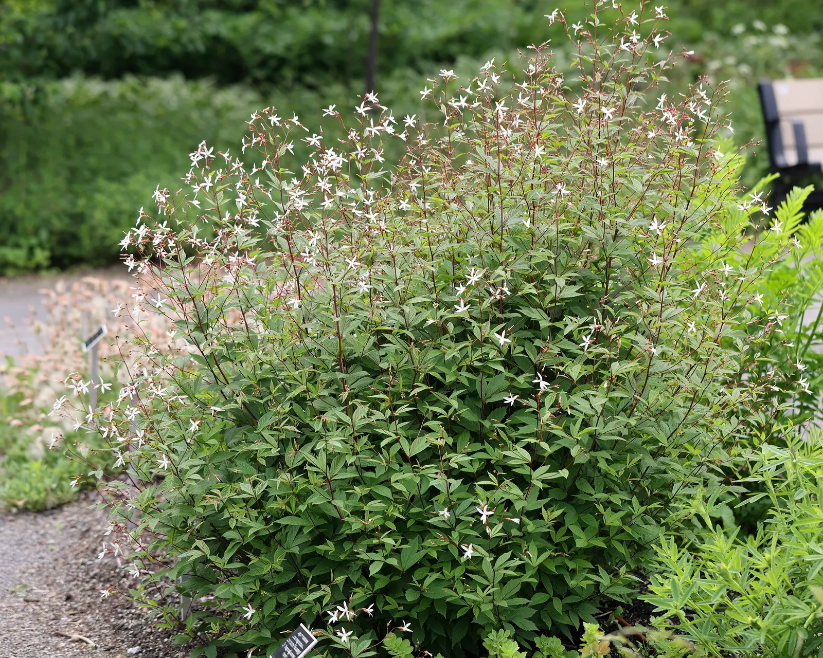 Bowman's Root (Porteranthus Trifoliatus) — white to pale pink blossoms in late spring and has trifoliate leaves that provide a fine-textured display; it is