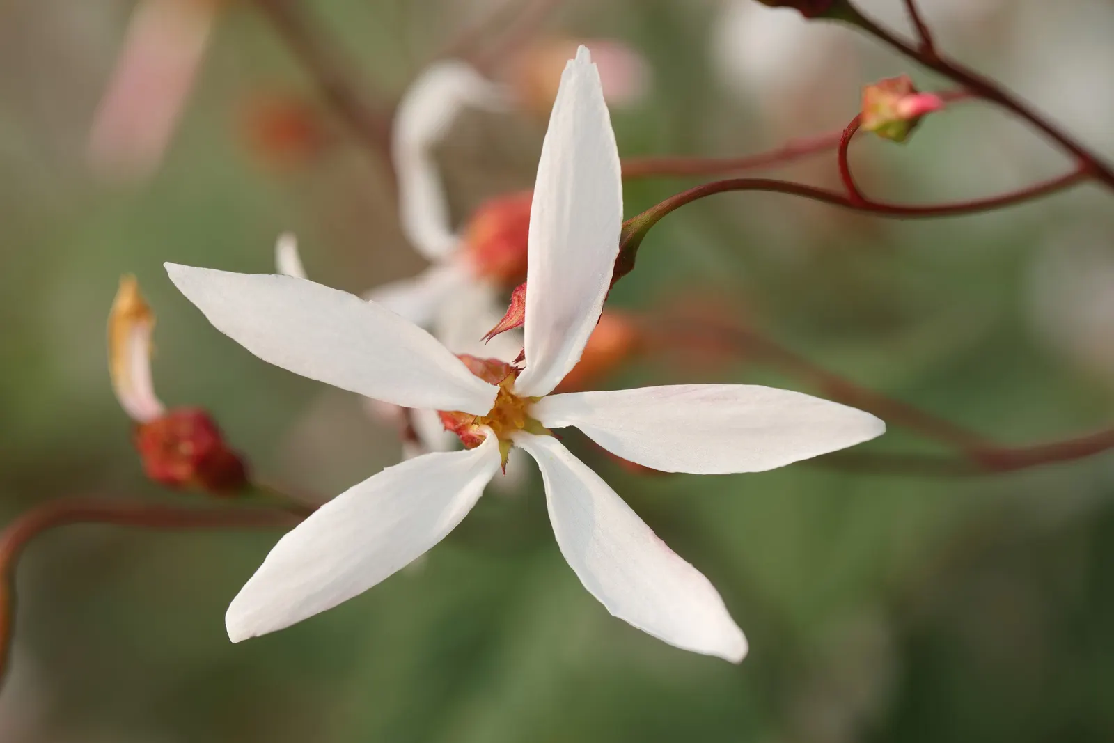 Bowman's Root (Porteranthus Trifoliatus) — each leaflet measuring up to 3 inches long; white to pale pink flowers on slender