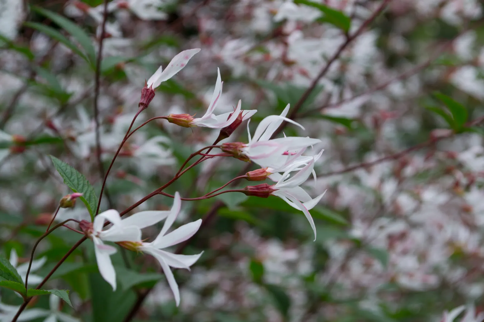 Bowman's Root (Porteranthus Trifoliatus) — This adaptable plant prefers partial shade to full sun and well-drained soils; porteranthus trifoliatus is a
