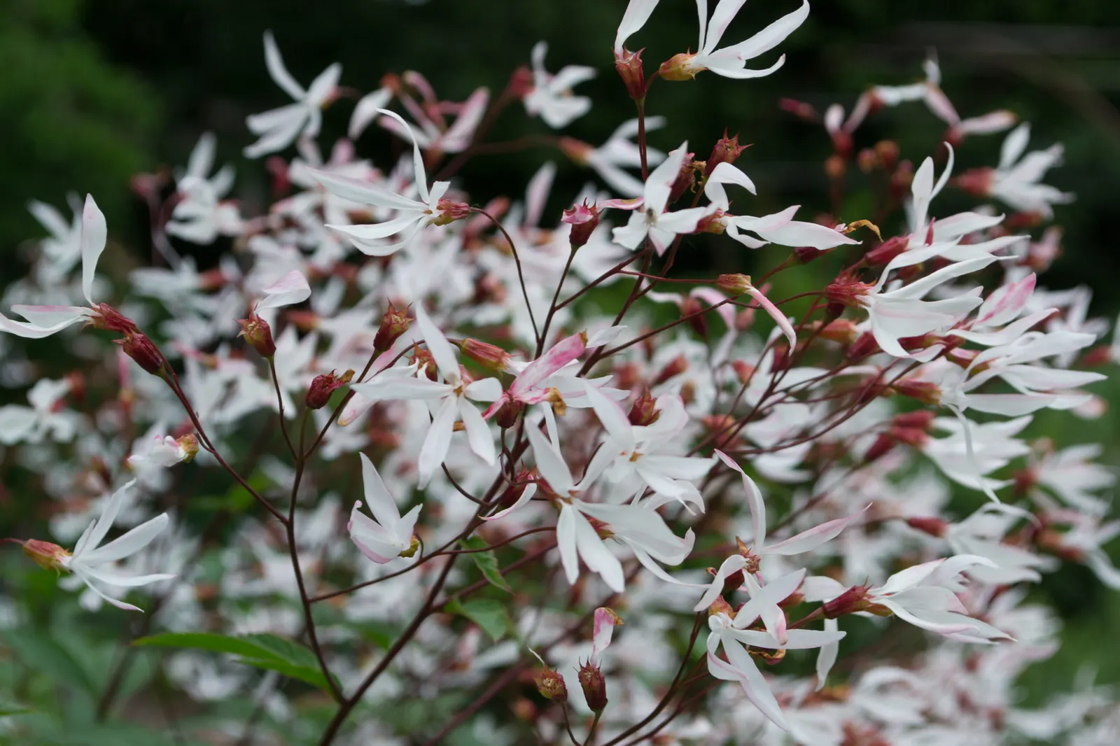 Bowman's Root (Porteranthus Trifoliatus) — perennial with white blooms