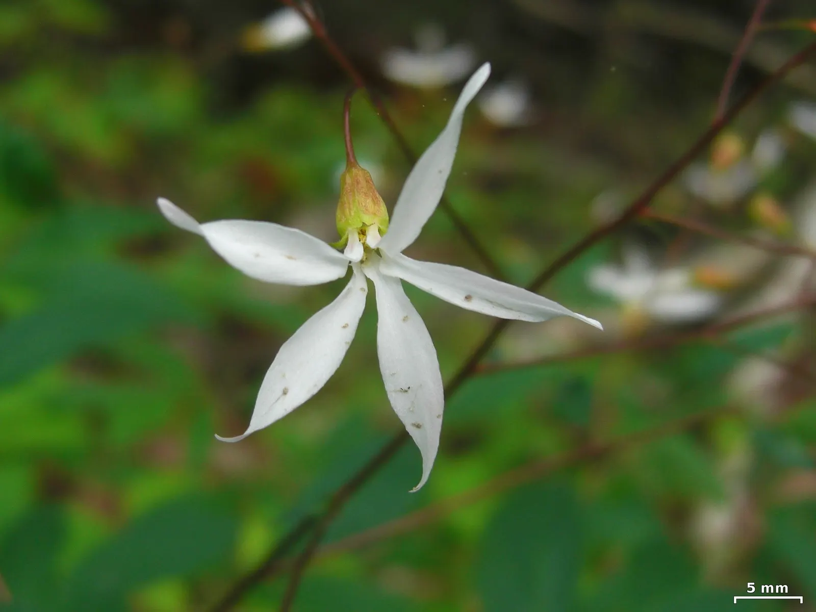 Bowman's Root (Porteranthus Trifoliatus) — scientifically known as Porteranthus trifoliatus, image 32