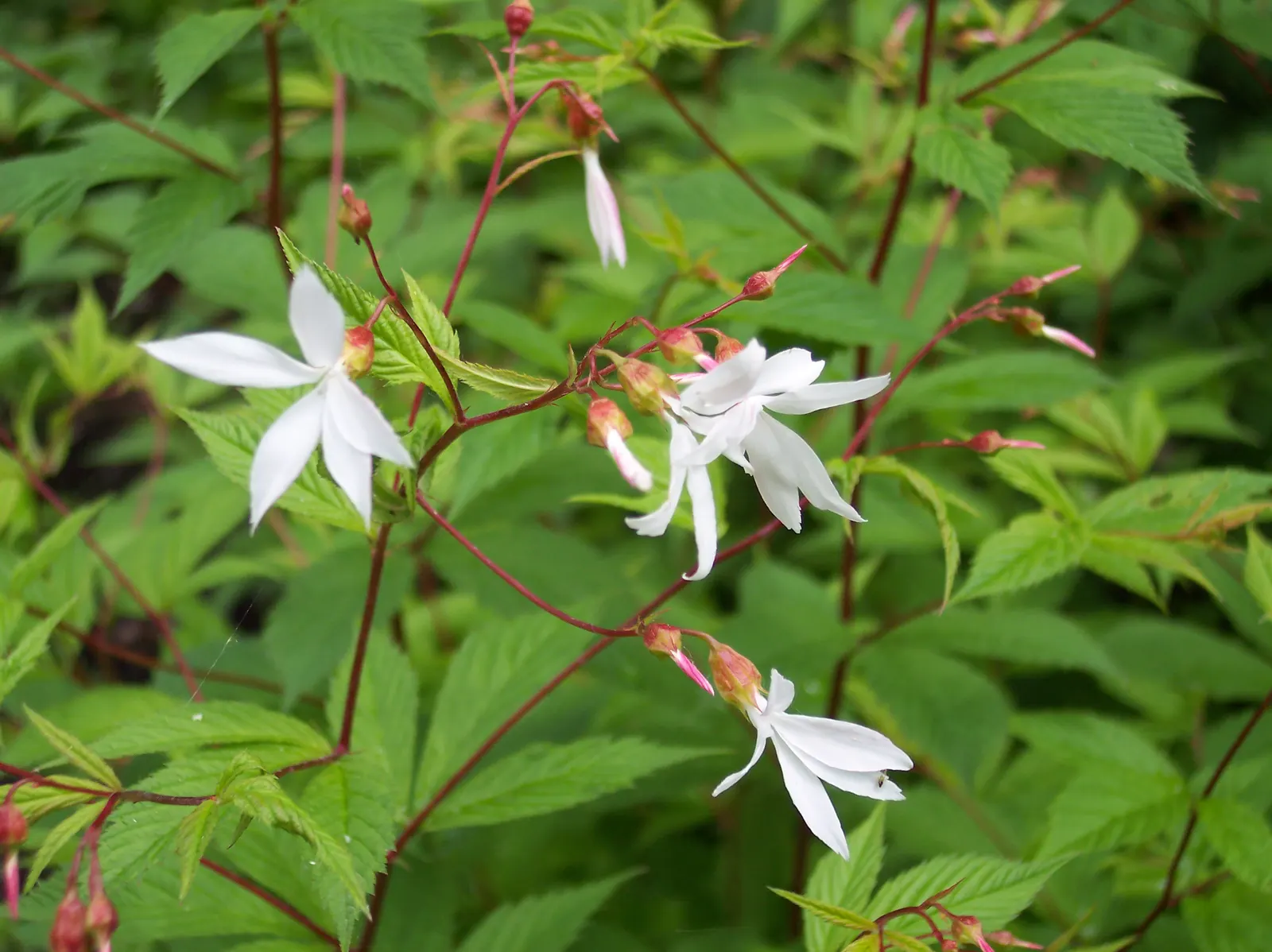 Bowman's Root (Porteranthus Trifoliatus) — makes Bowman's Root an excellent selection for borders