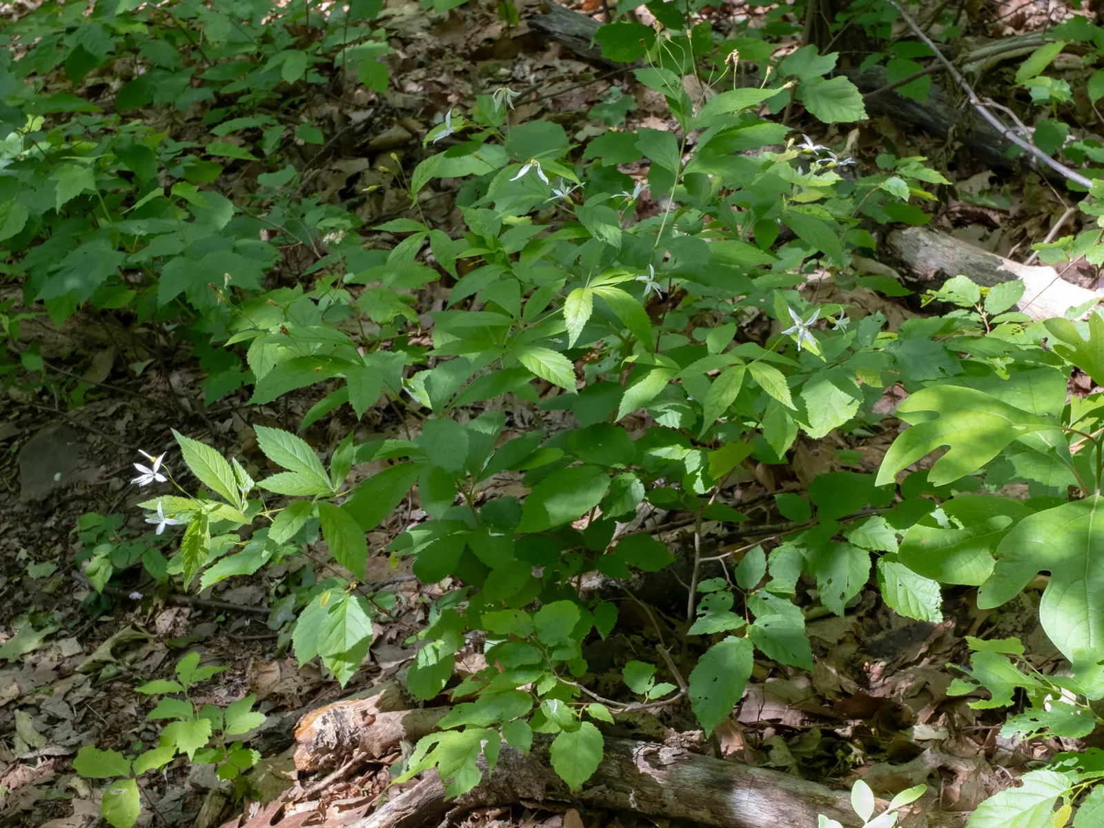 Bowman's Root (Porteranthus Trifoliatus) — With its graceful form and captivating blooms