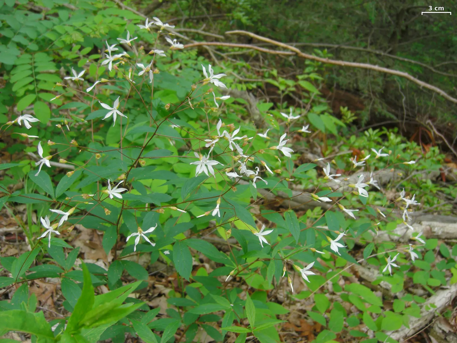 Bowman's Root (Porteranthus Trifoliatus) — is a North American native perennial; this adaptable plant prefers partial shade to full sun and well-drained soils