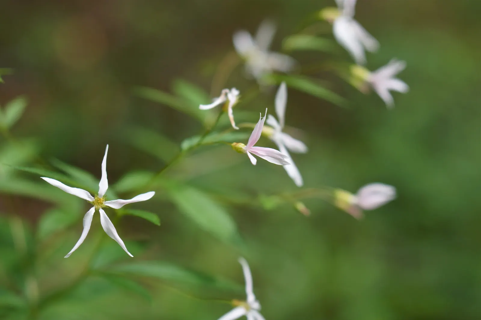 Bowman's Root (Porteranthus Trifoliatus) — it boasts an impressive display of star-shaped