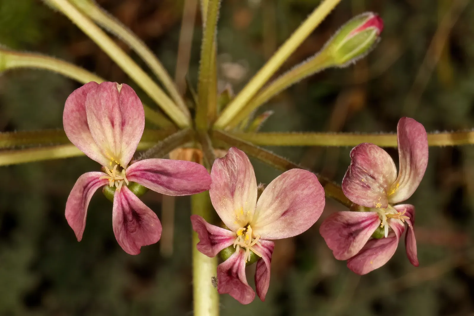 Rooiwortel (Bulbine Latifolia) — commonly referred to as Rooiwortel due to its distinctive reddish-orange tubular roots; rooiwortel produces yellow, image 49