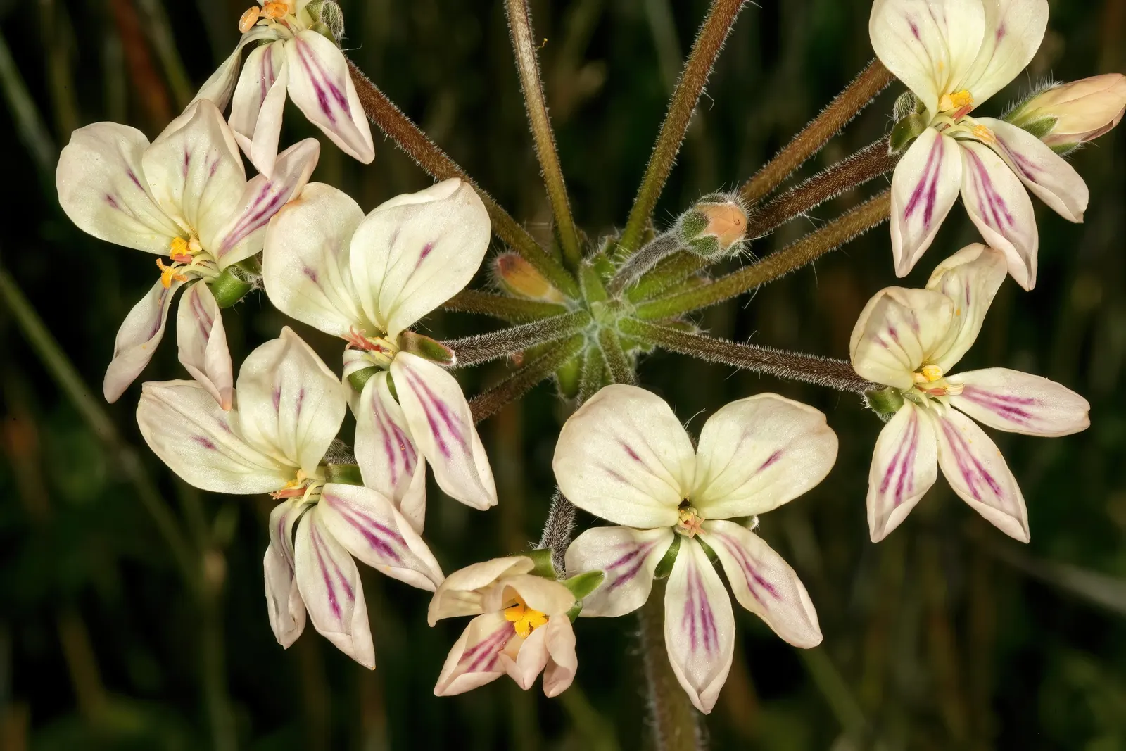 Rooiwortel (Bulbine Latifolia) — drawing in pollinators like bees and butterflies
