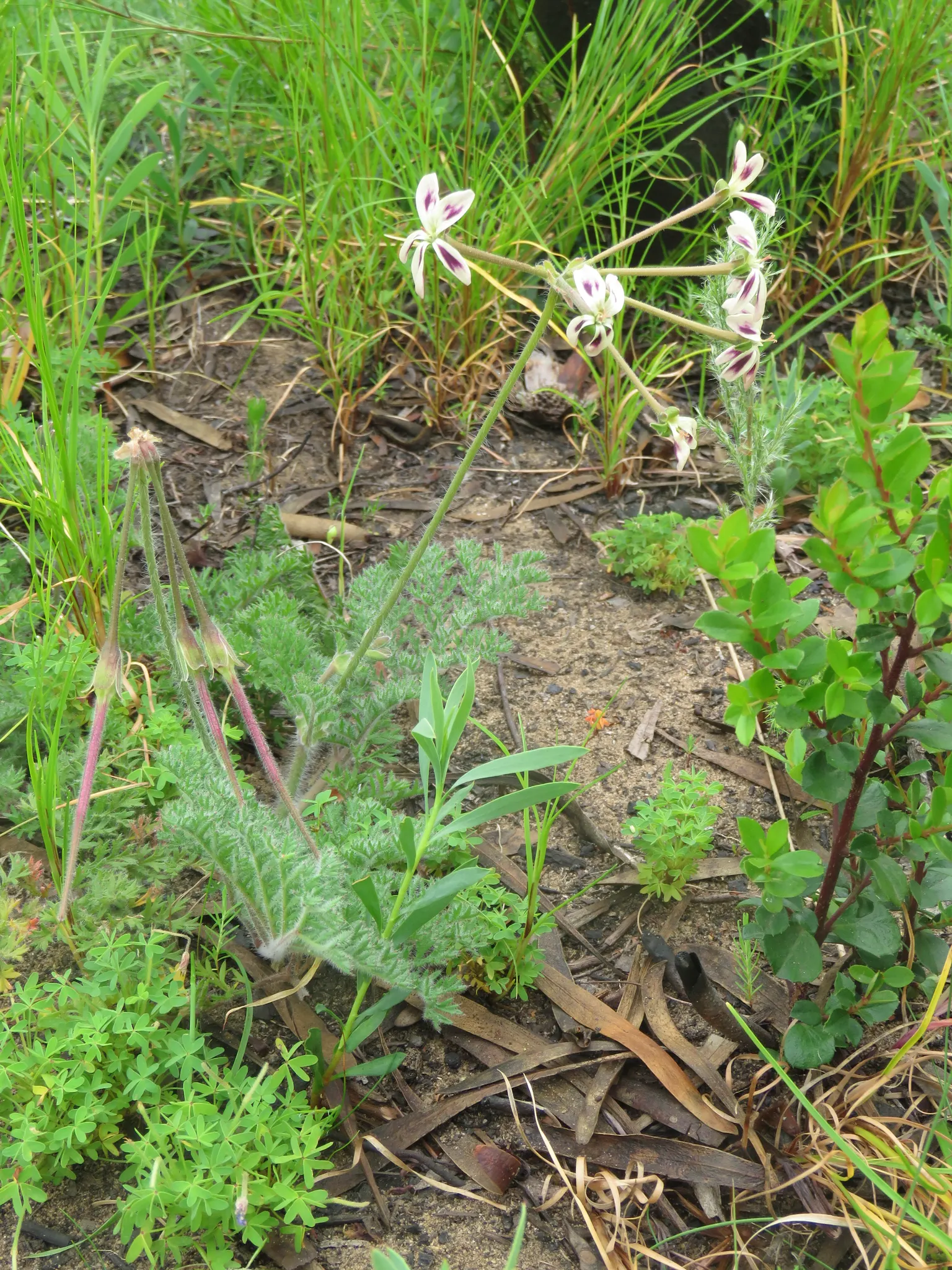 Rooiwortel (Bulbine Latifolia) — and prefers well-drained soil with full sun exposure