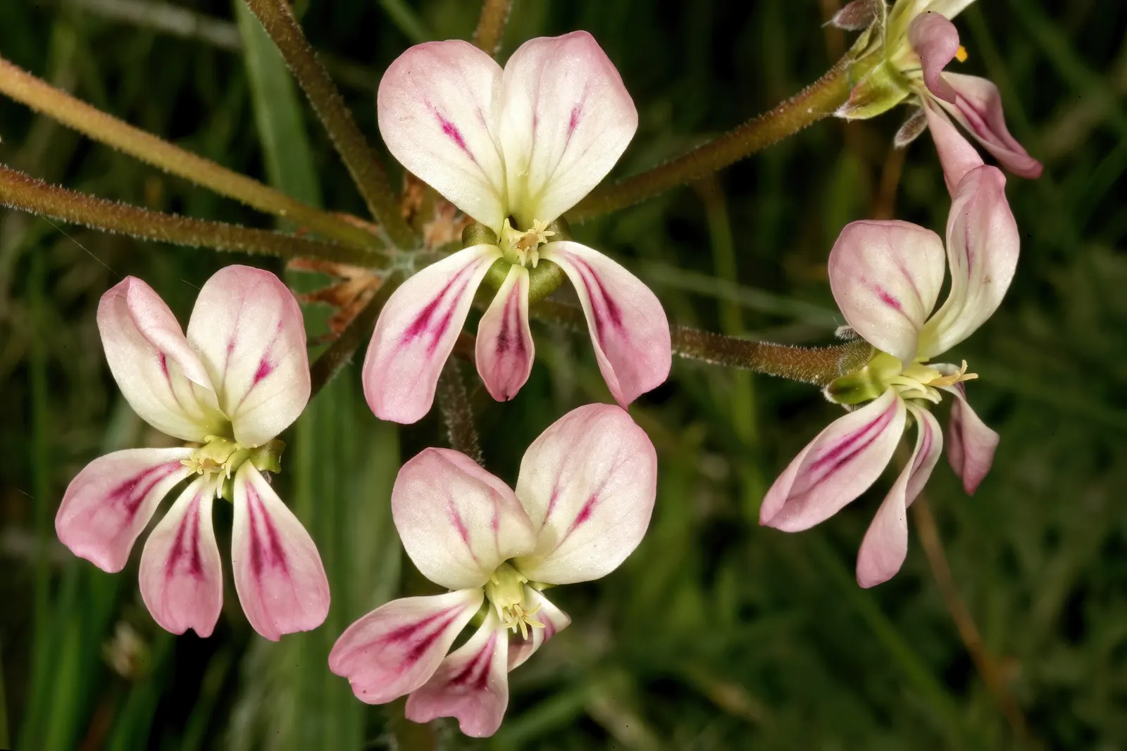 Rooiwortel (Bulbine Latifolia) — Rooiwortel (Bulbine latifolia) is a robust South African succulent, reaching 2-3 feet tall; ideal for xeriscaping, it adds