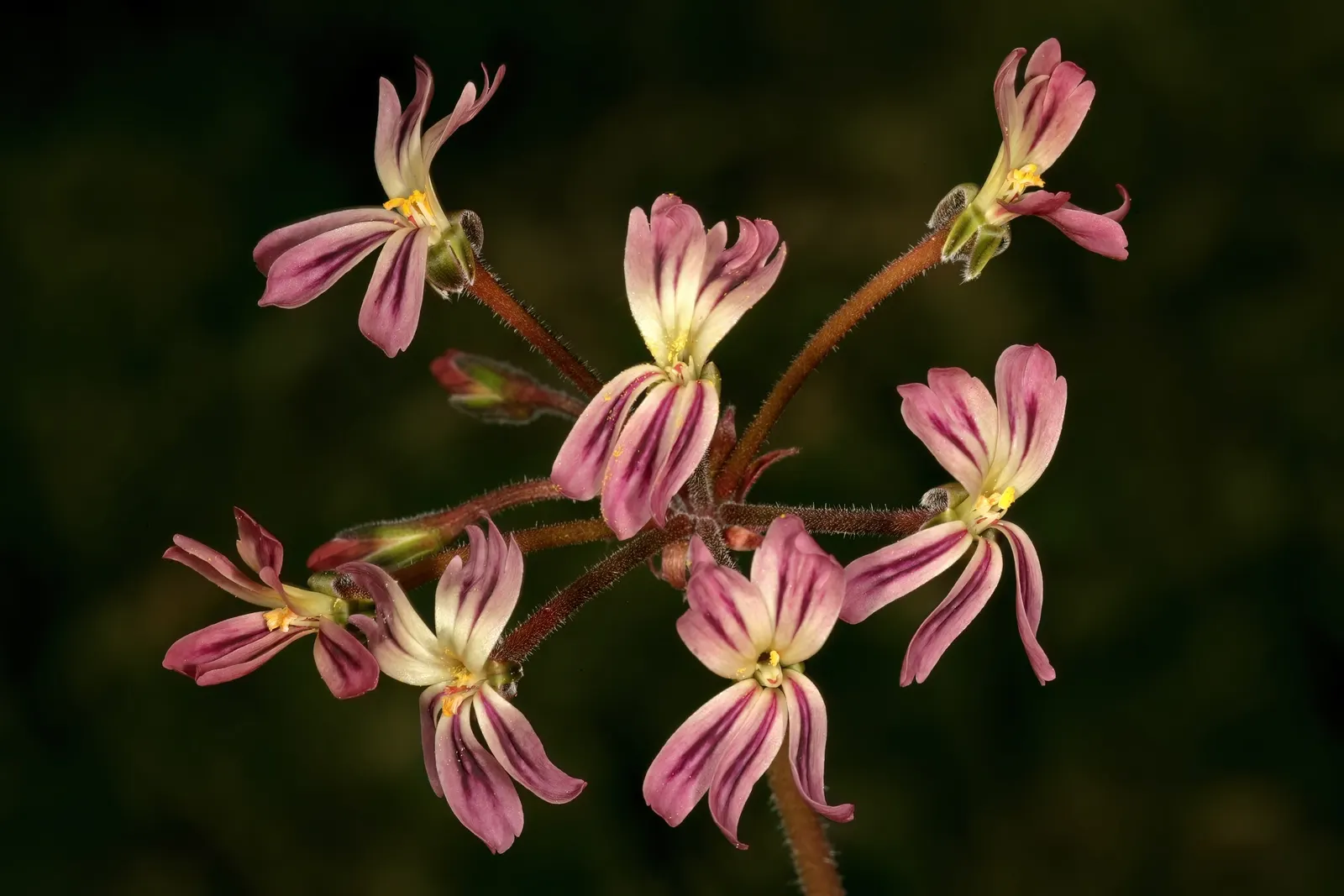 Rooiwortel (Bulbine Latifolia) — unbranched inflorescences that can reach up to 36 inches in height; this hardy plant is notable for its rosettes of fleshy