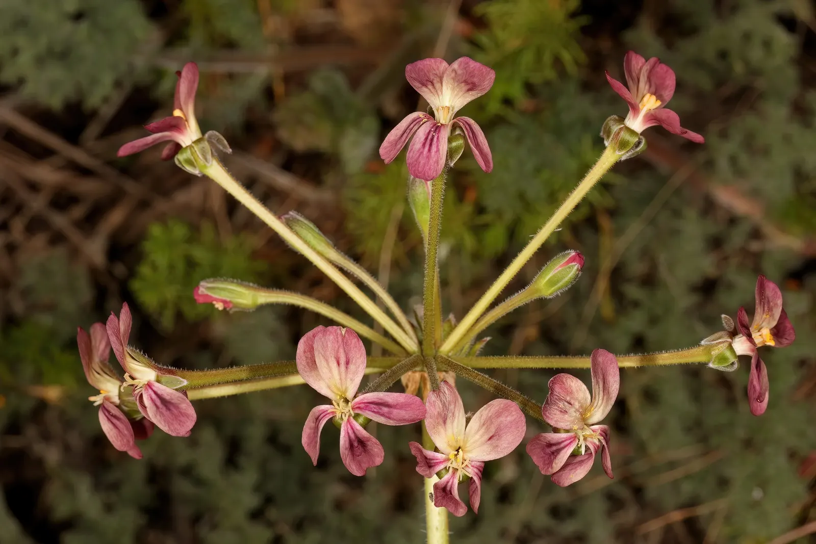 Rooiwortel (Bulbine Latifolia) — Originating from the Eastern Cape Province of South Africa; this drought-tolerant perennial thrives in USDA zones, image 51