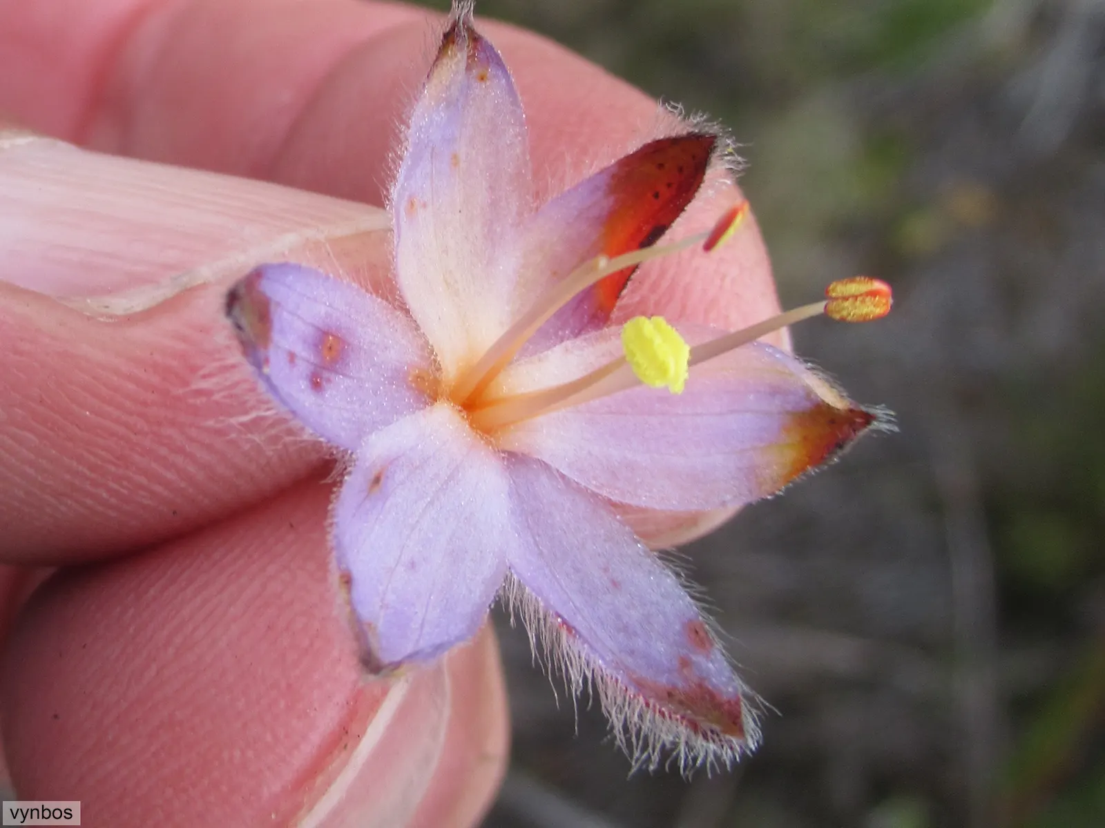 Rooiwortel (Bulbine Latifolia) — succulent with yellow blooms