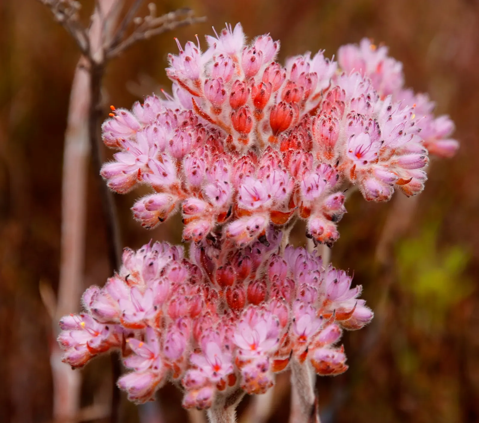 Rooiwortel (Bulbine Latifolia) — Originating from the Eastern Cape Province of South Africa; this drought-tolerant perennial thrives in USDA zones 9-11