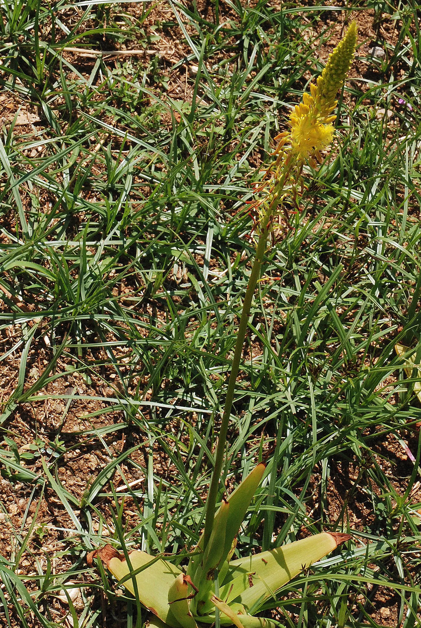 Rooiwortel (Bulbine Latifolia) — unbranched inflorescences that can reach up to 36 inches in height