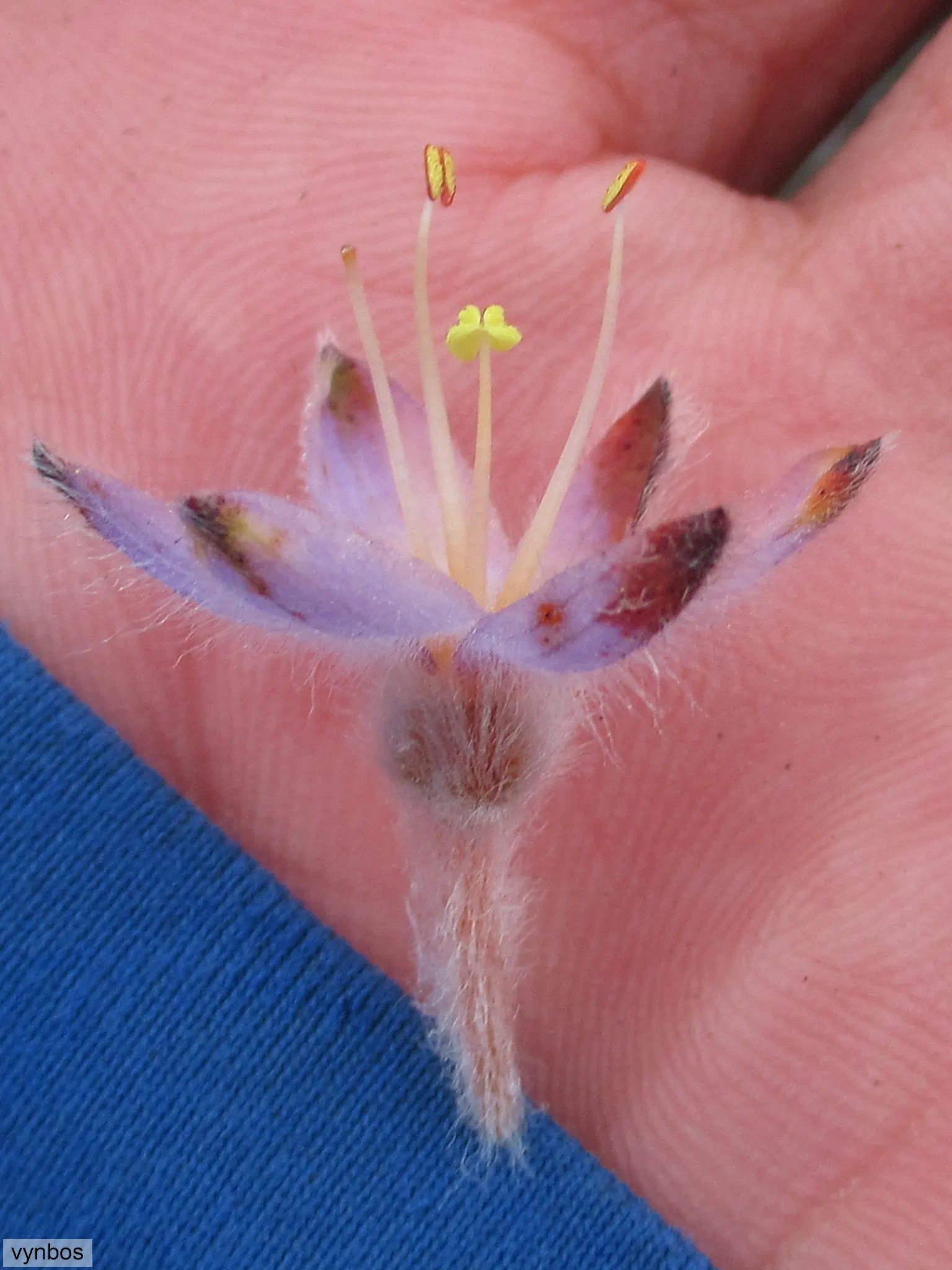 Rooiwortel (Bulbine Latifolia) — drawing in pollinators like bees and butterflies; and prefers well-drained soil with full sun exposure