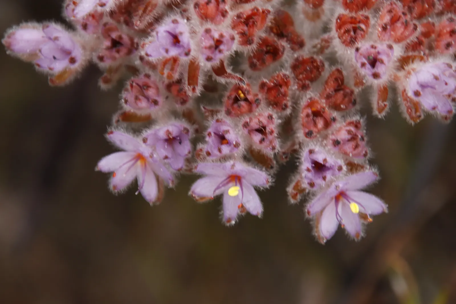 Rooiwortel (Bulbine Latifolia) — Rooiwortel (Bulbine latifolia) is a robust South African succulent, reaching 2-3 feet tall