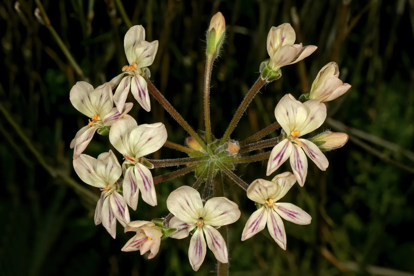 Rooiwortel (Bulbine Latifolia) — Originating from the Eastern Cape Province of South Africa