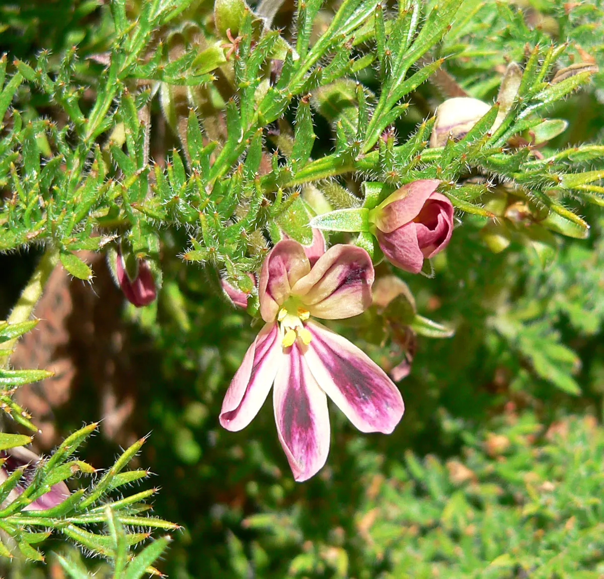 Rooiwortel (Bulbine Latifolia) — is a visually appealing succulent perfect for adding a touch of vibrant greenery to your landscape design