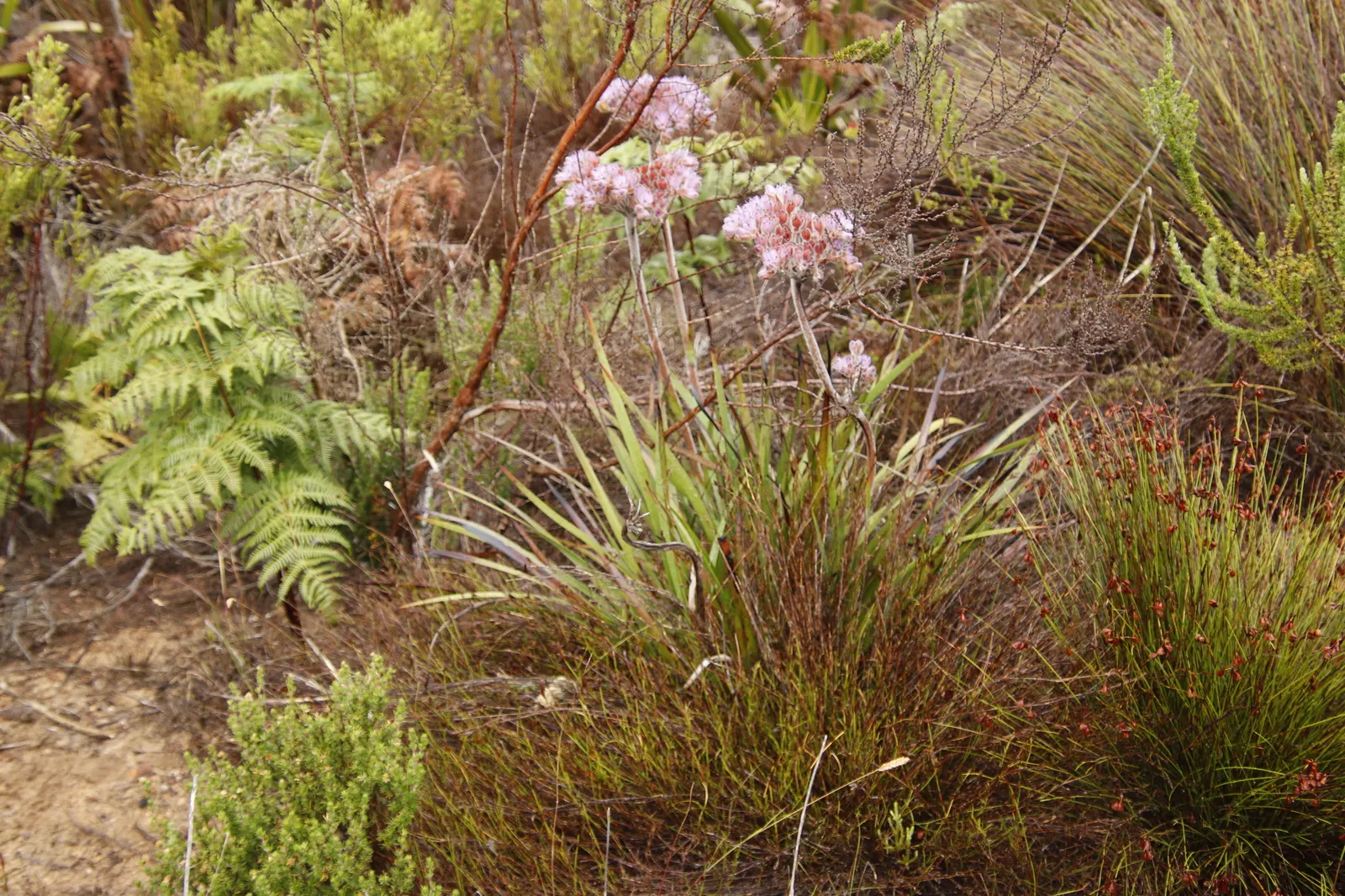 Rooiwortel (Bulbine Latifolia) — which can grow up to 18 inches in length and about an inch wide; it requires minimal maintenance